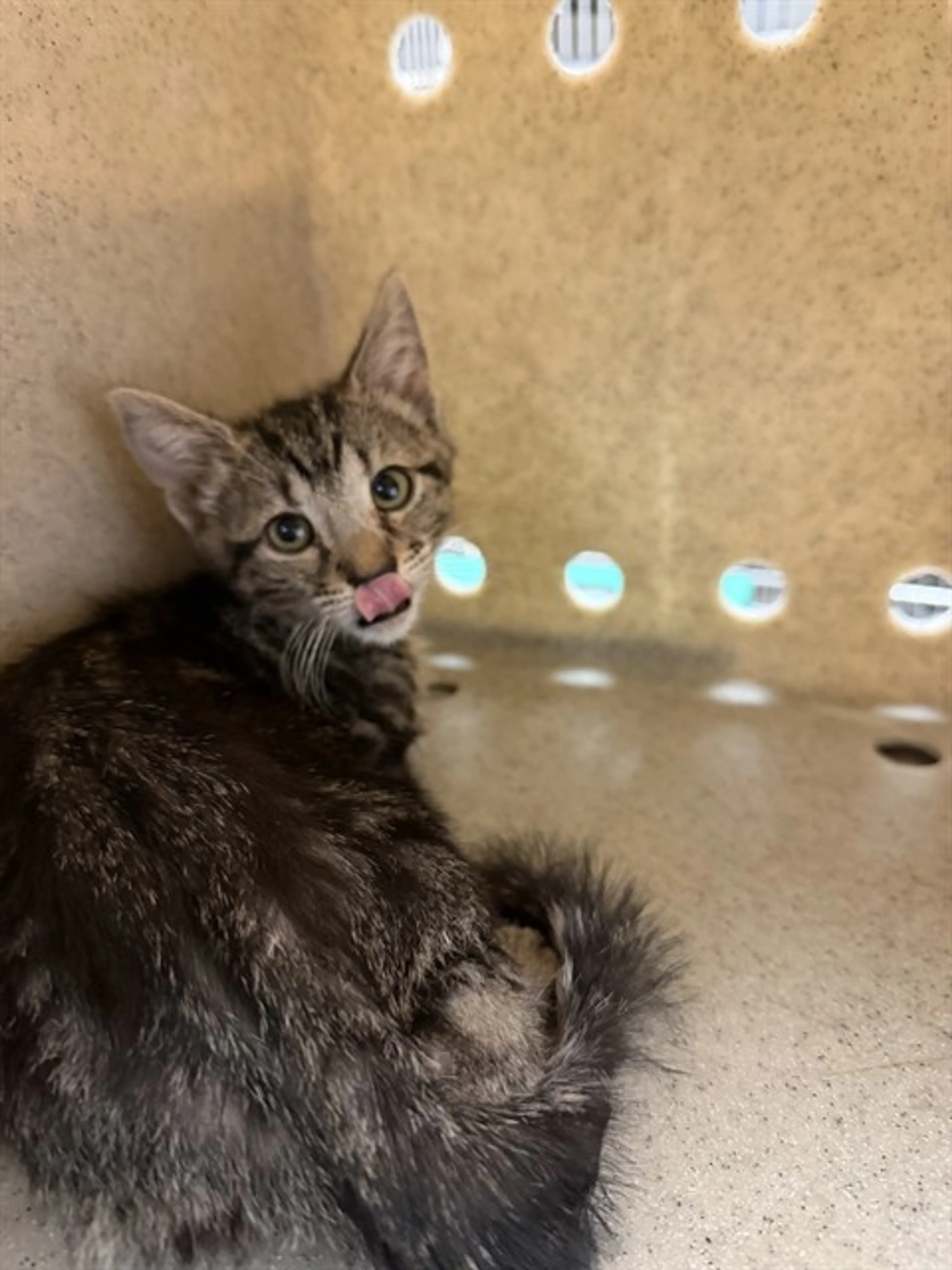 Found pet