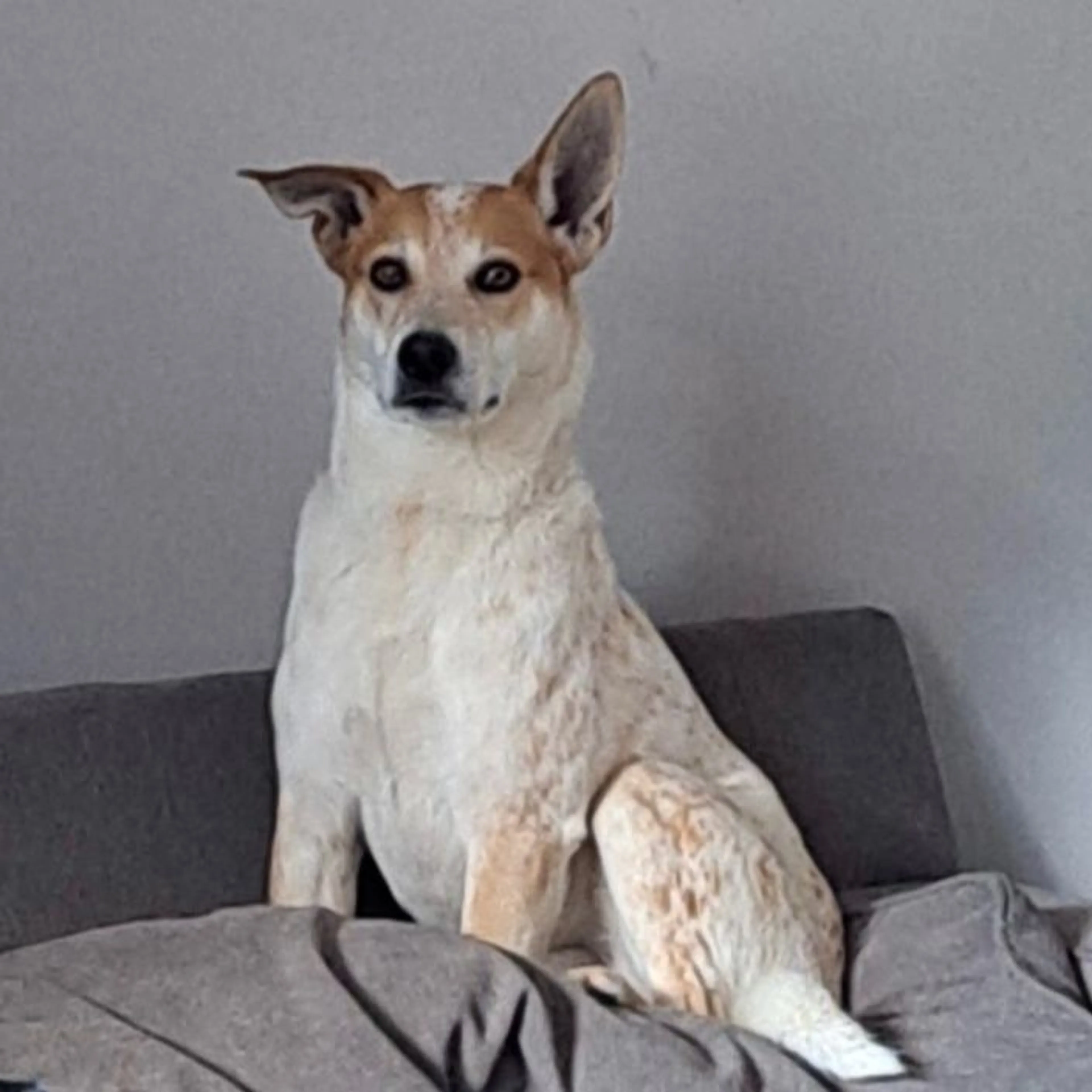 Lost pet