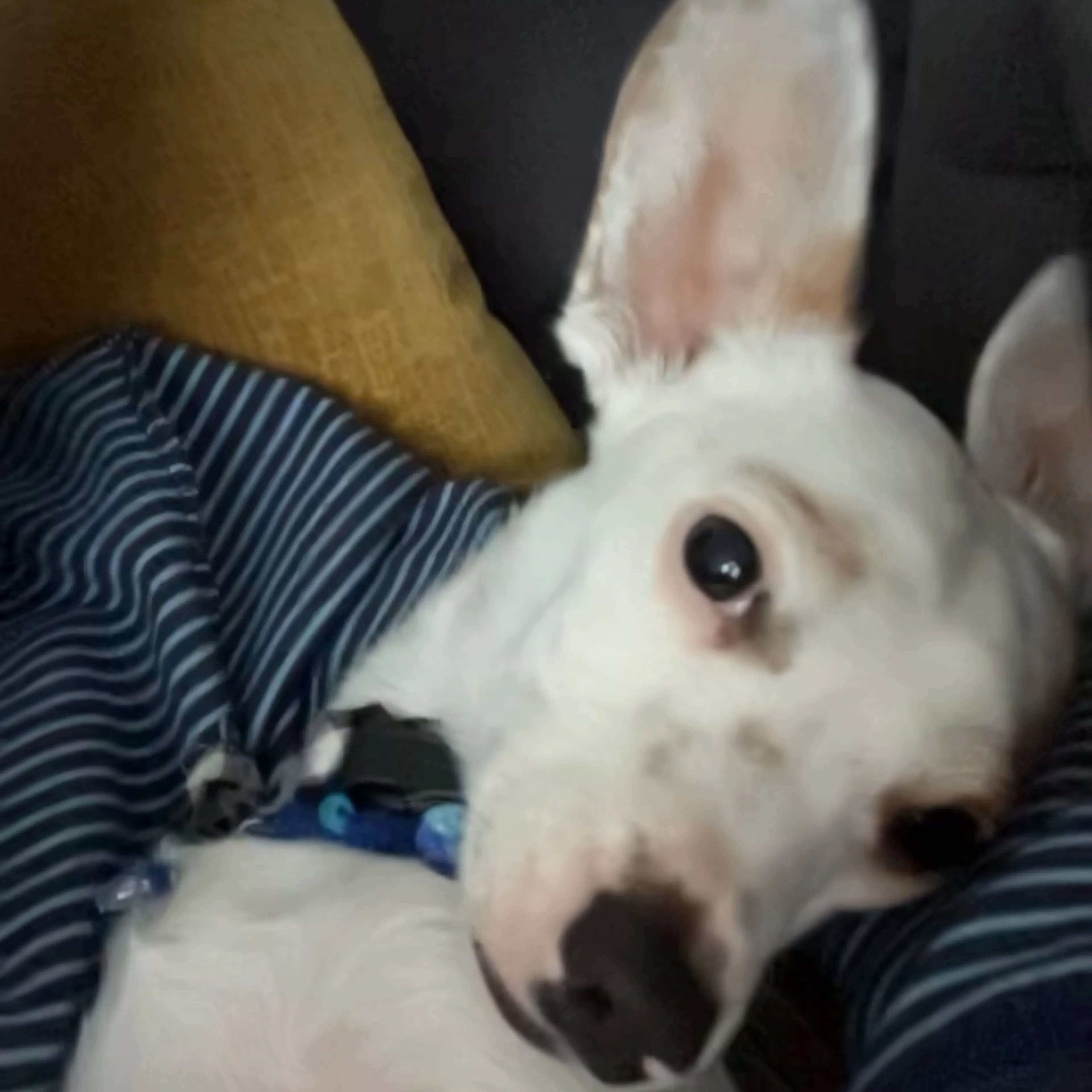 Lost pet-1