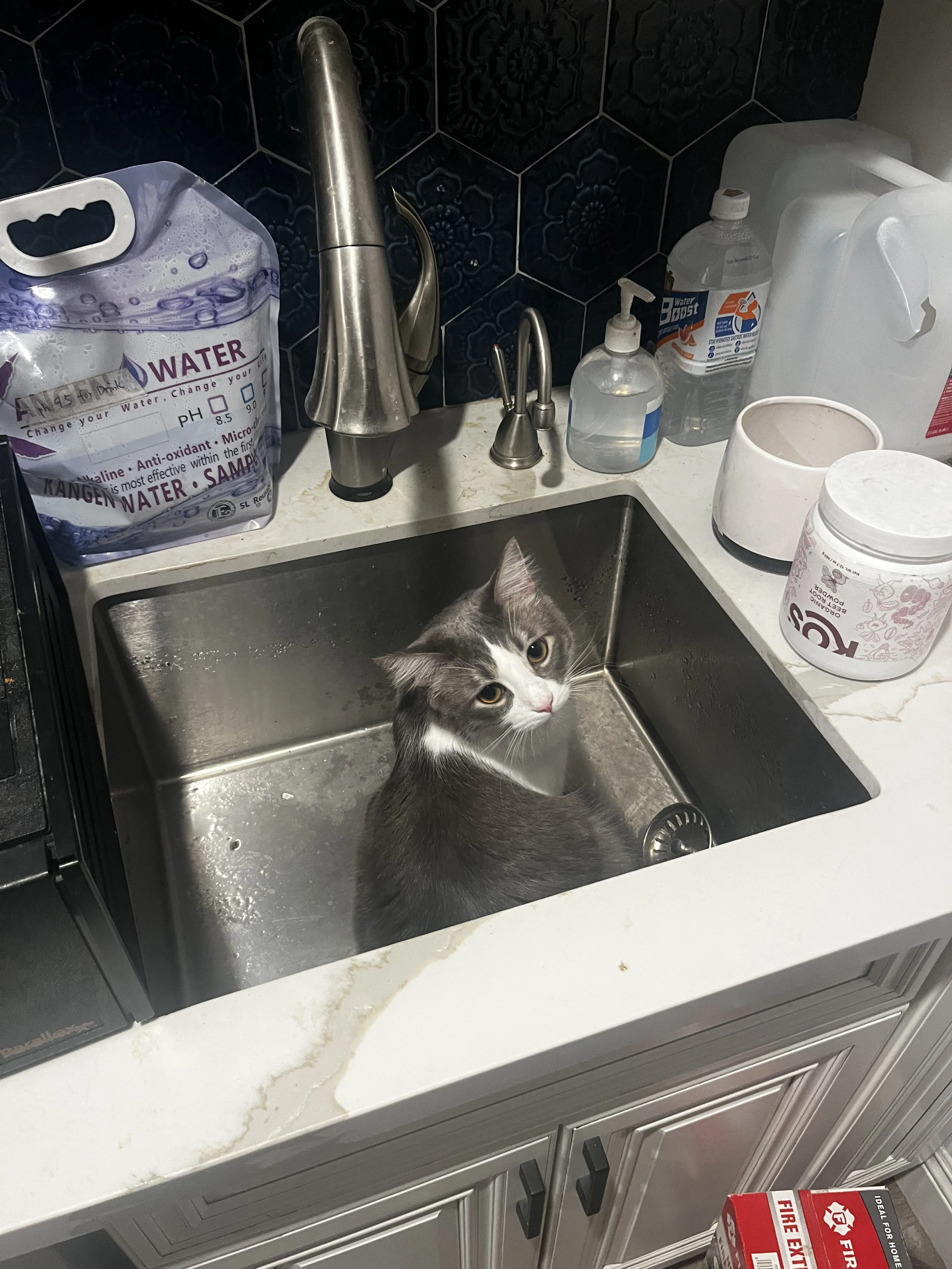 Lost pet-2
