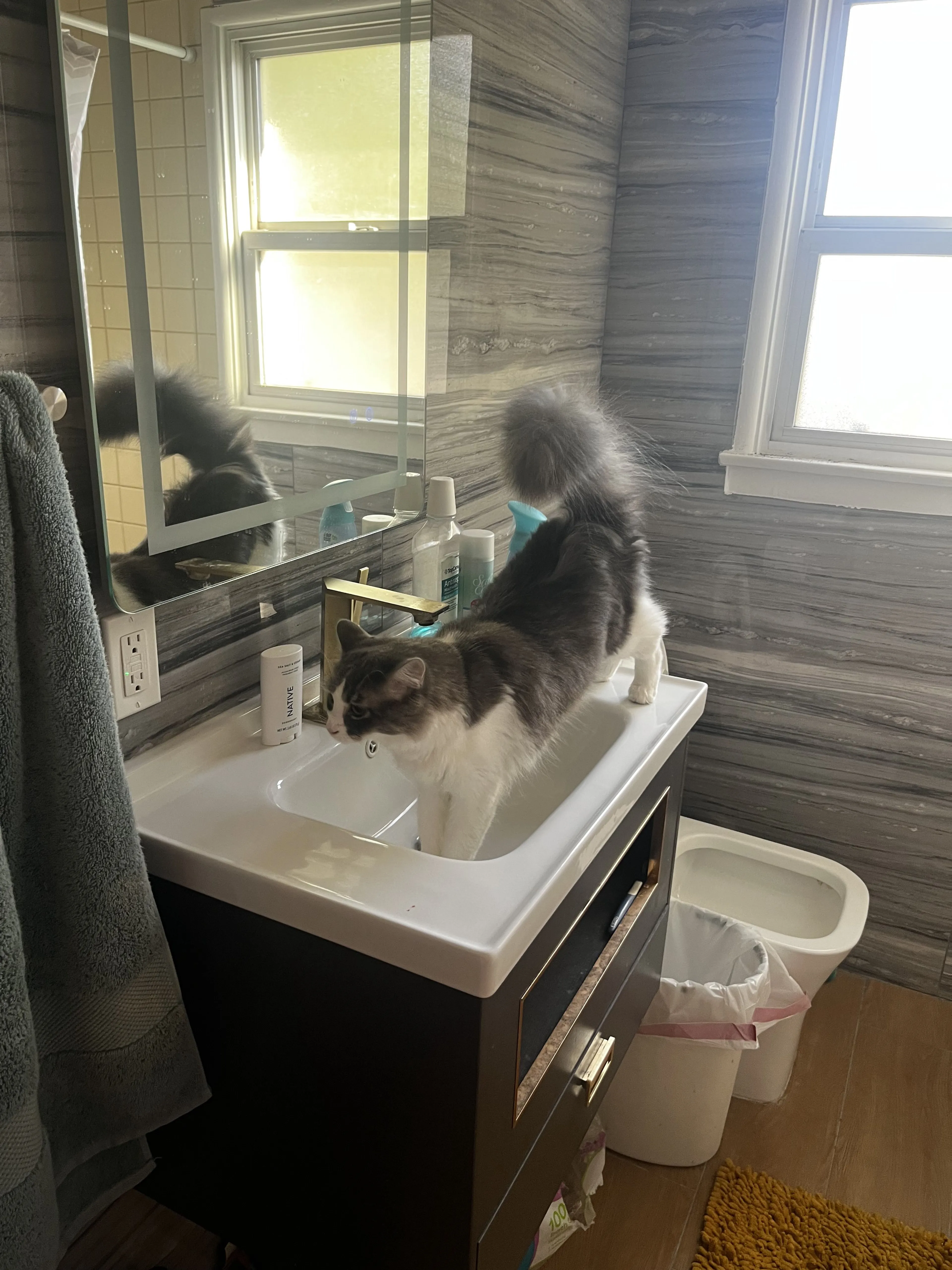Lost pet-3