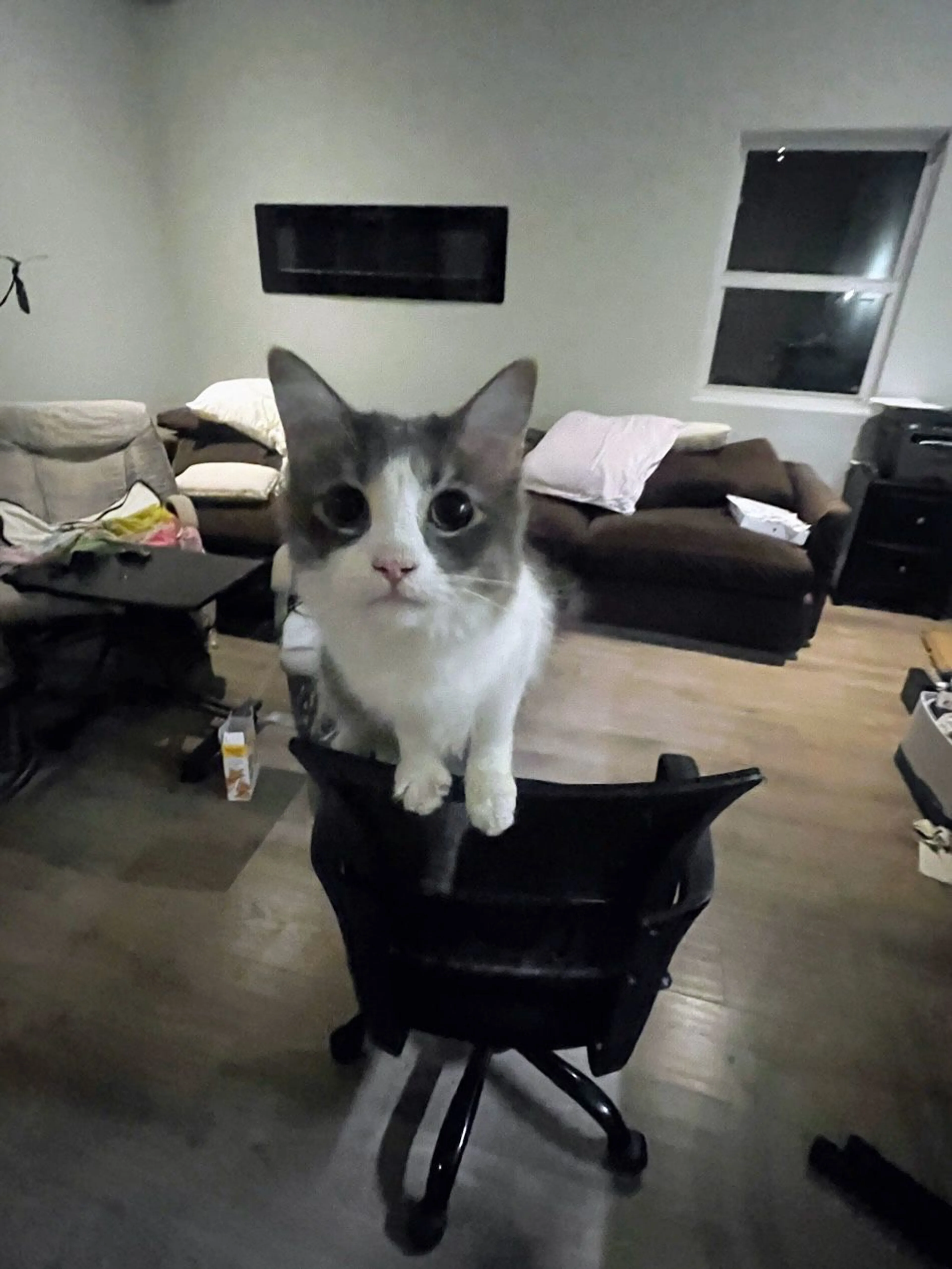 Lost pet-1