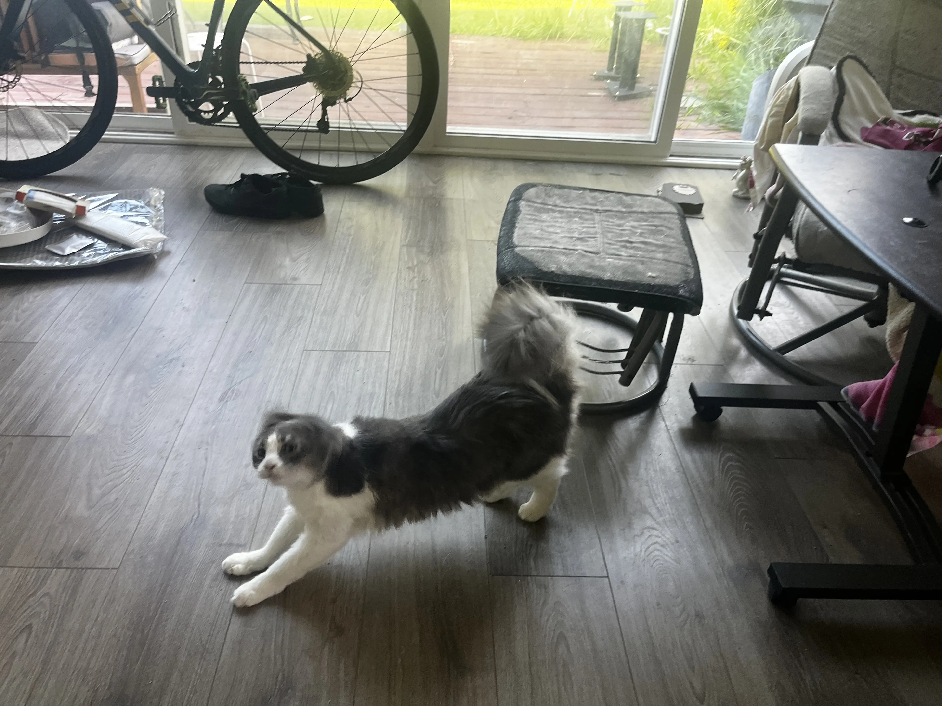 Lost pet-0
