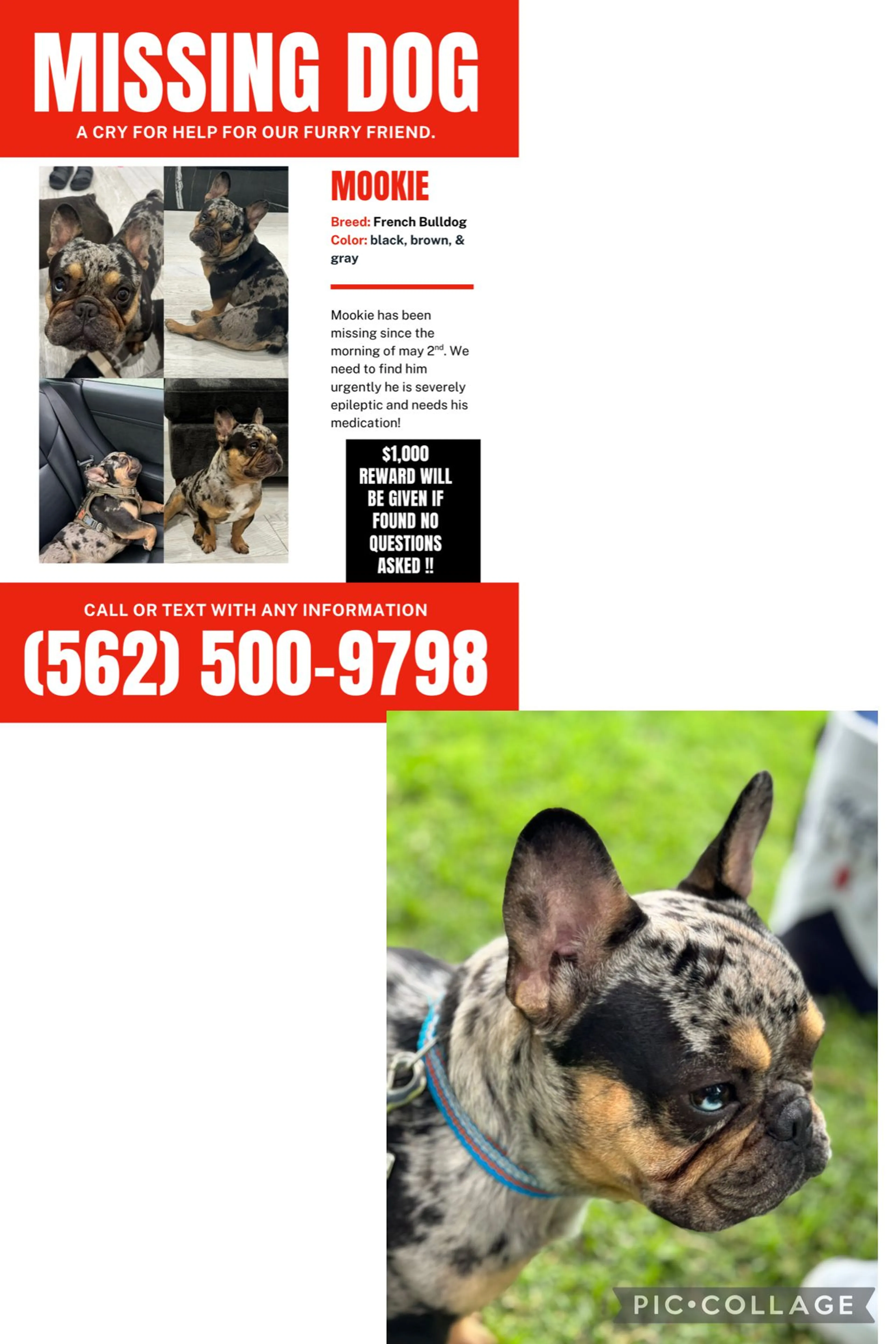 Lost pet-1