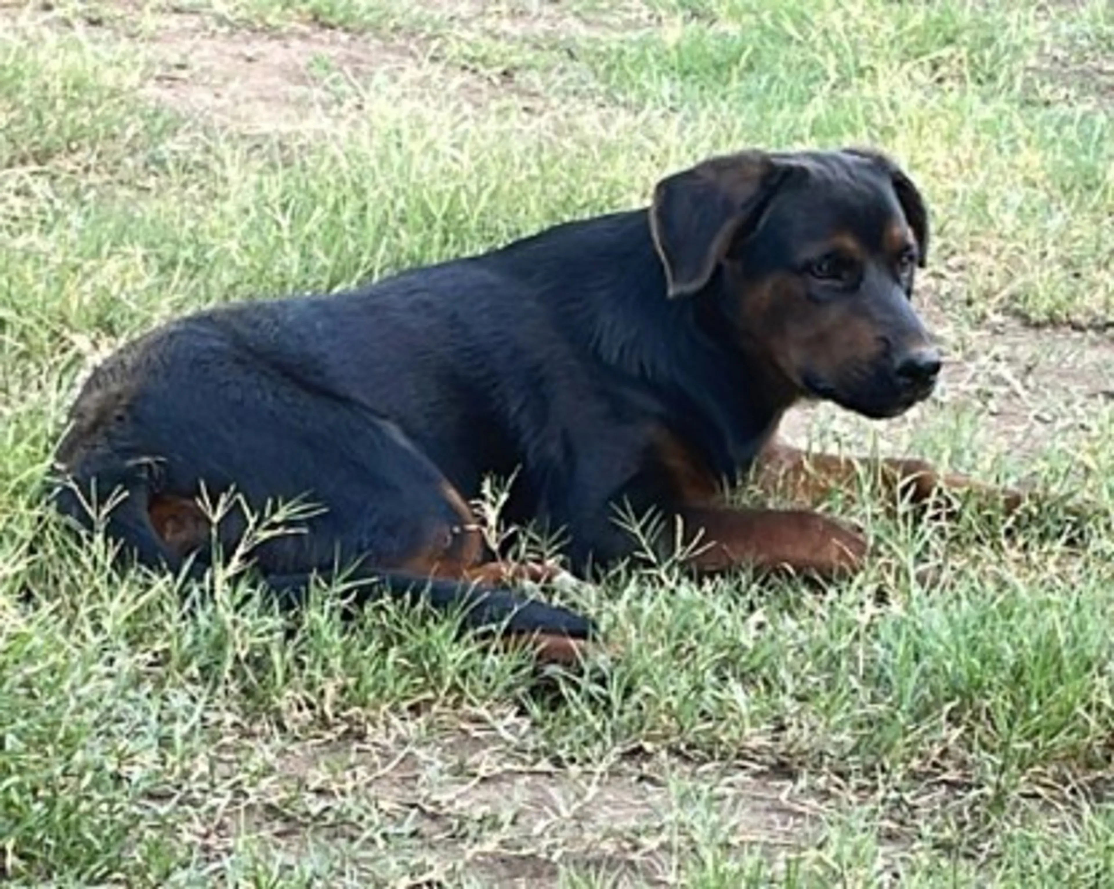 Found pet