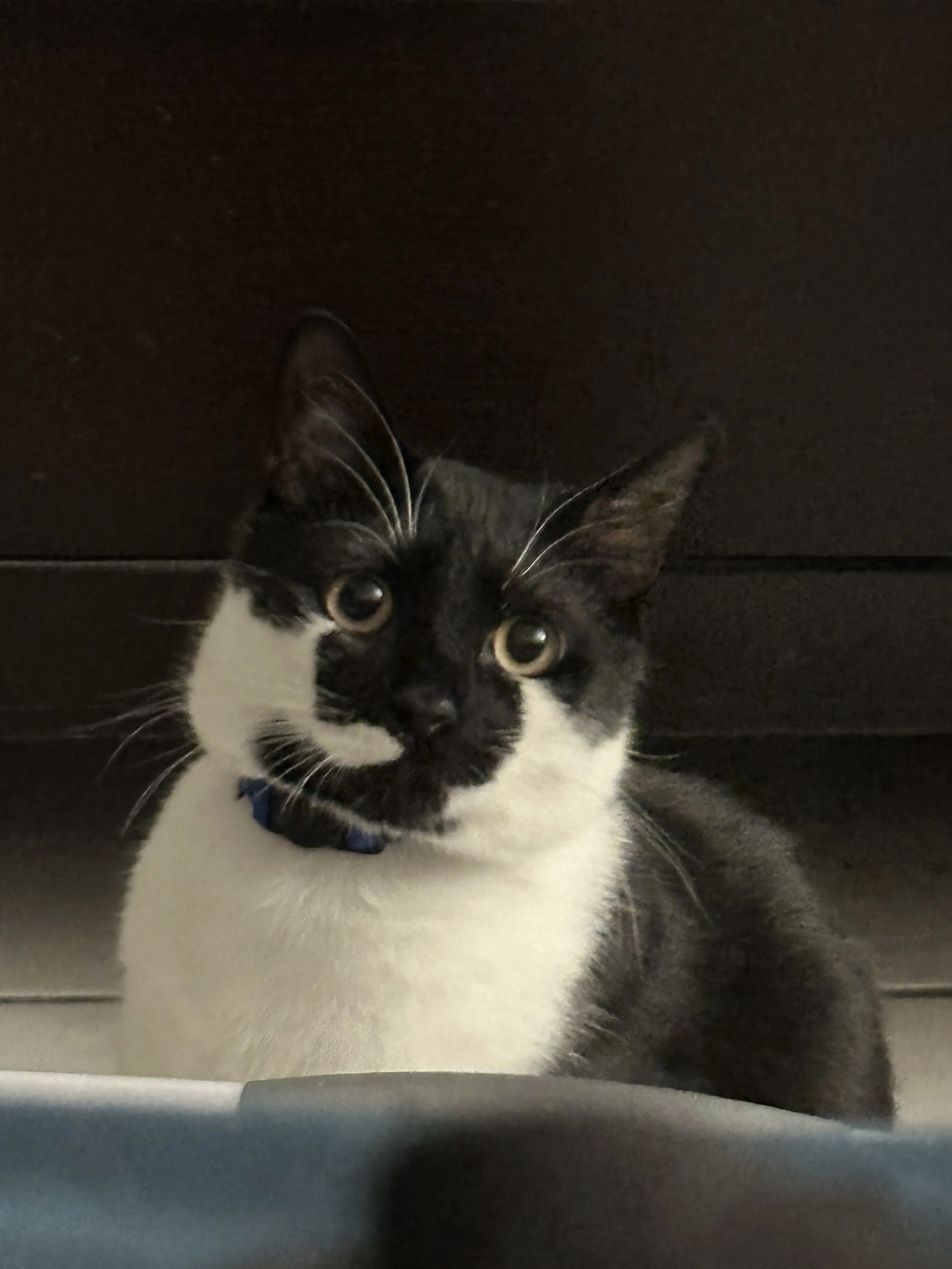 Lost pet