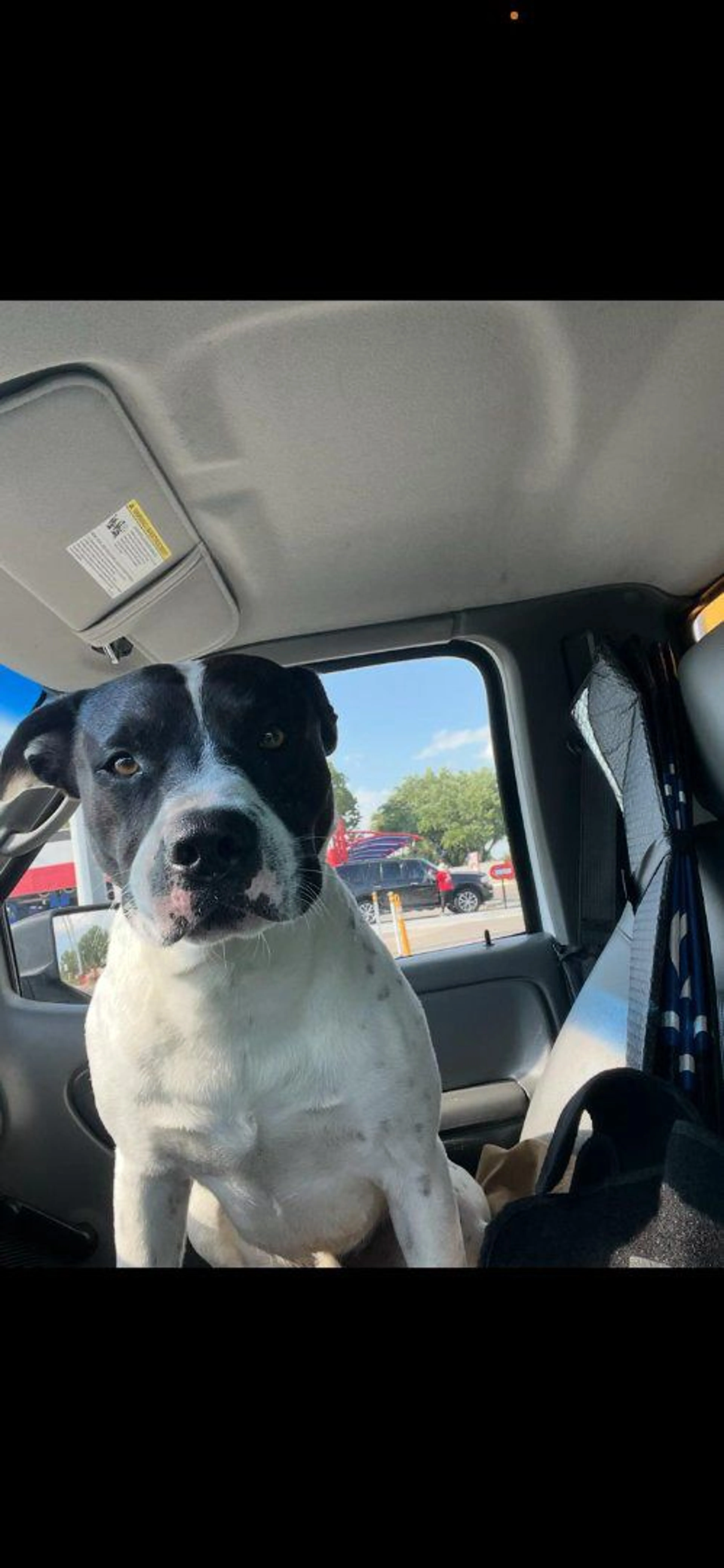 Lost pet