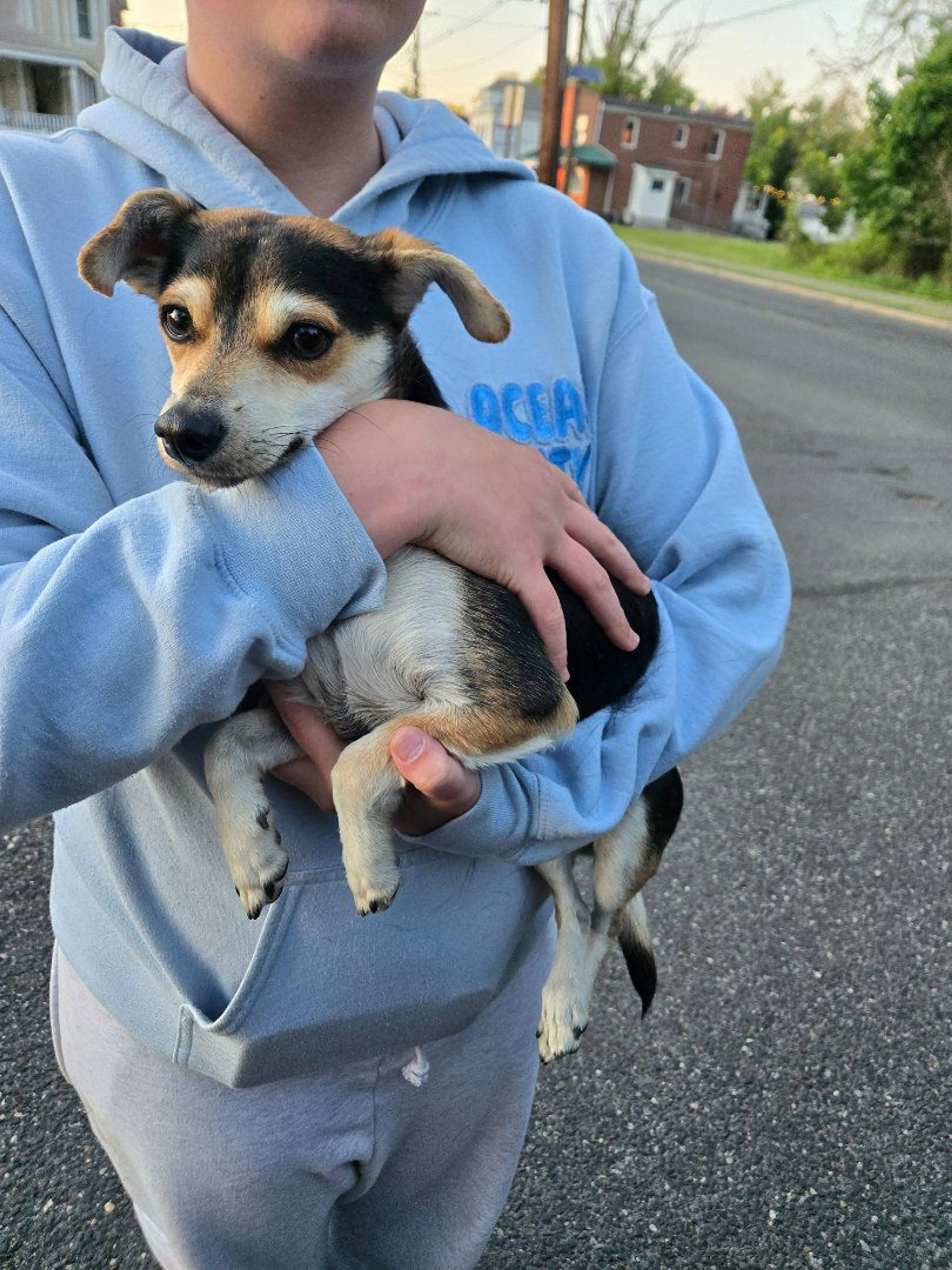 Lost pet