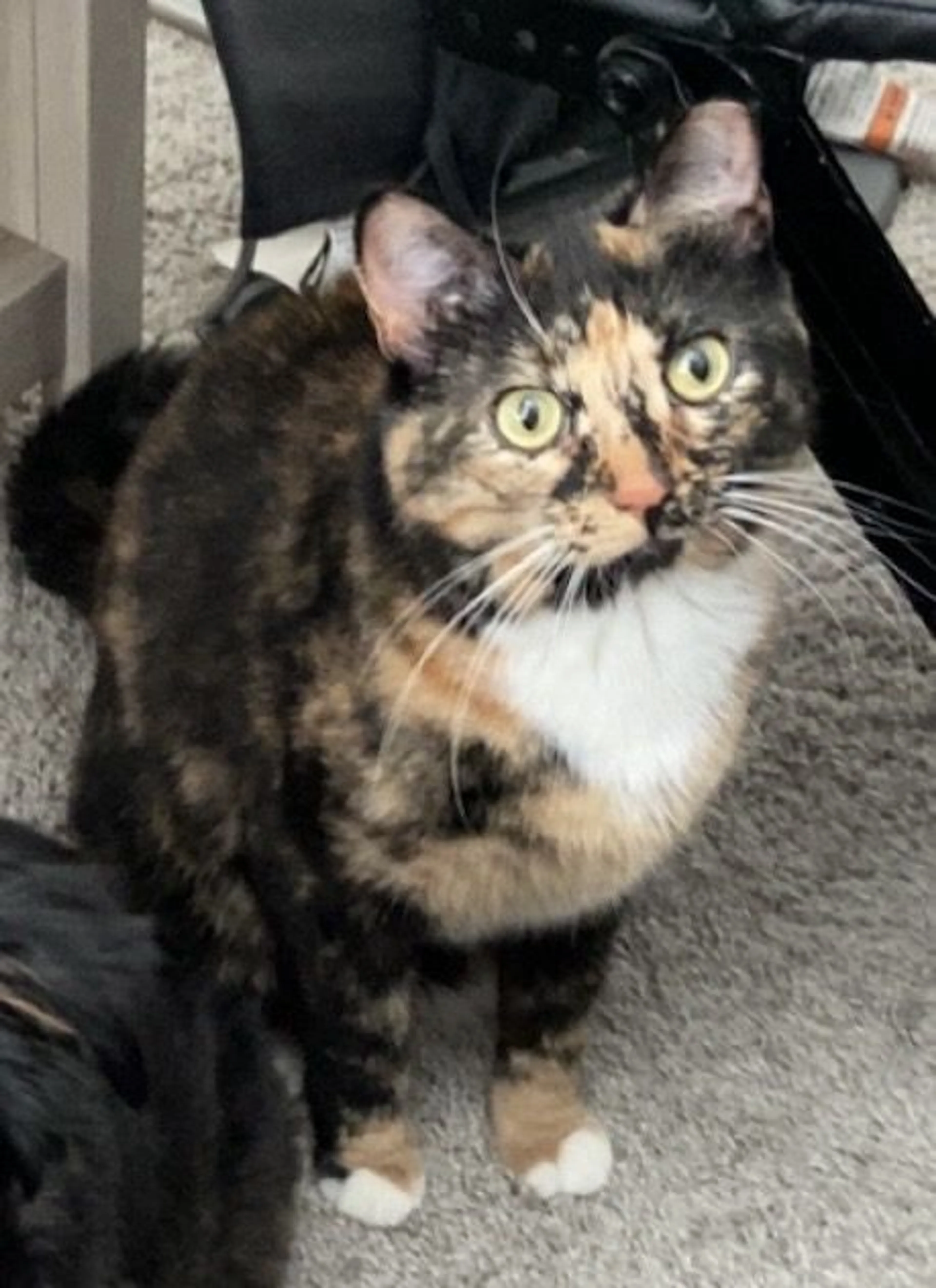 Lost pet