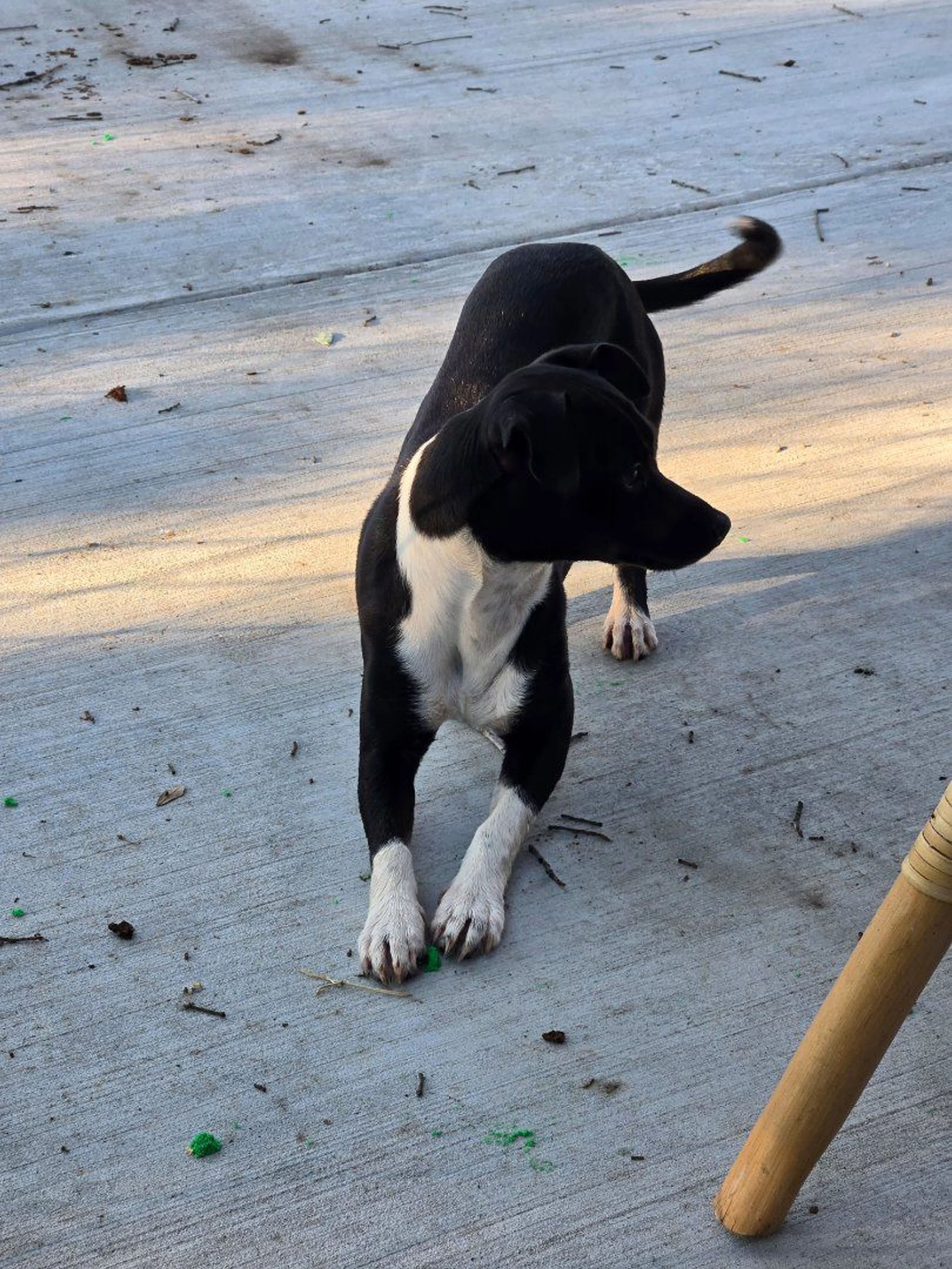 Lost pet-0