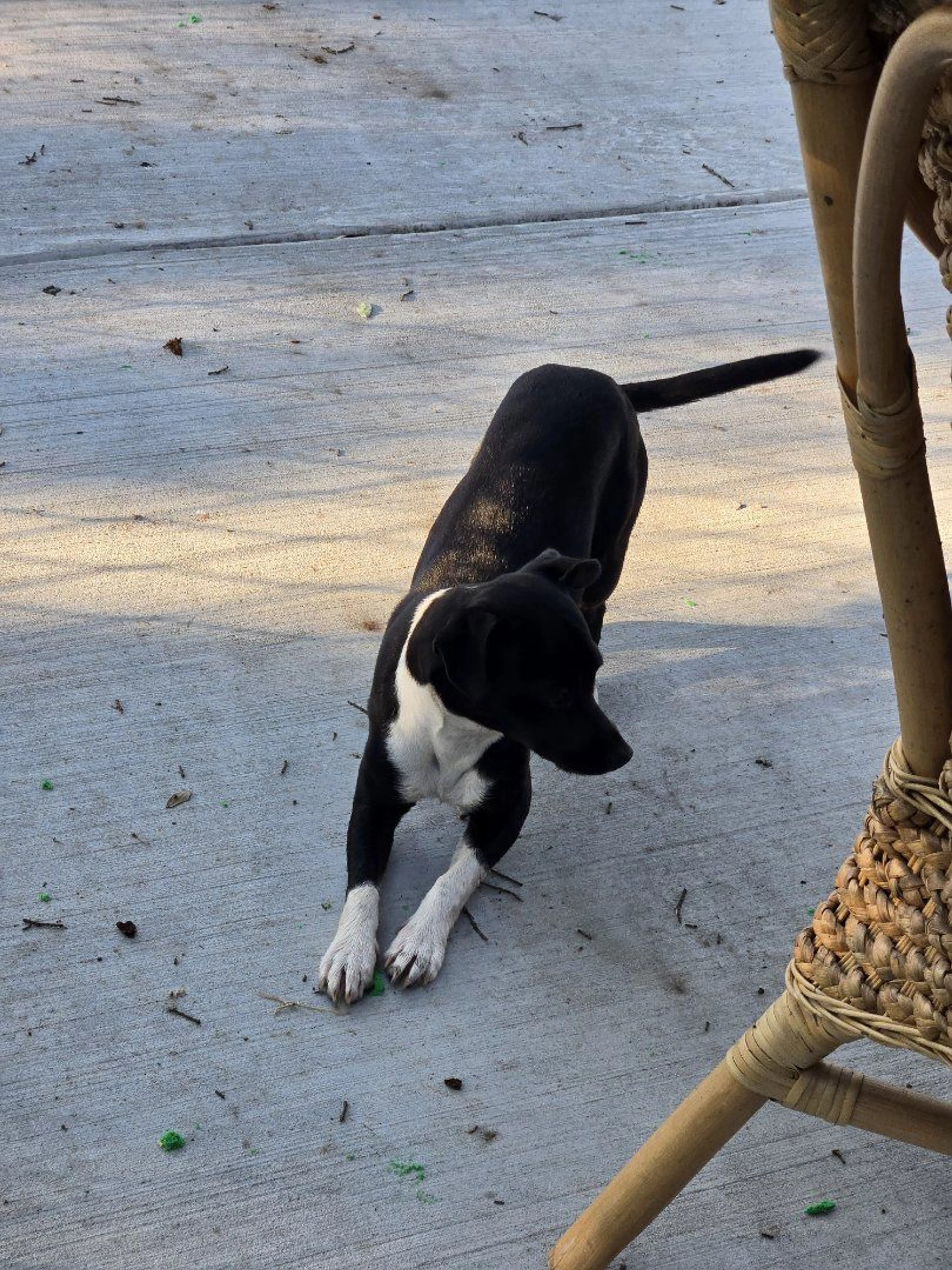 Lost pet-2