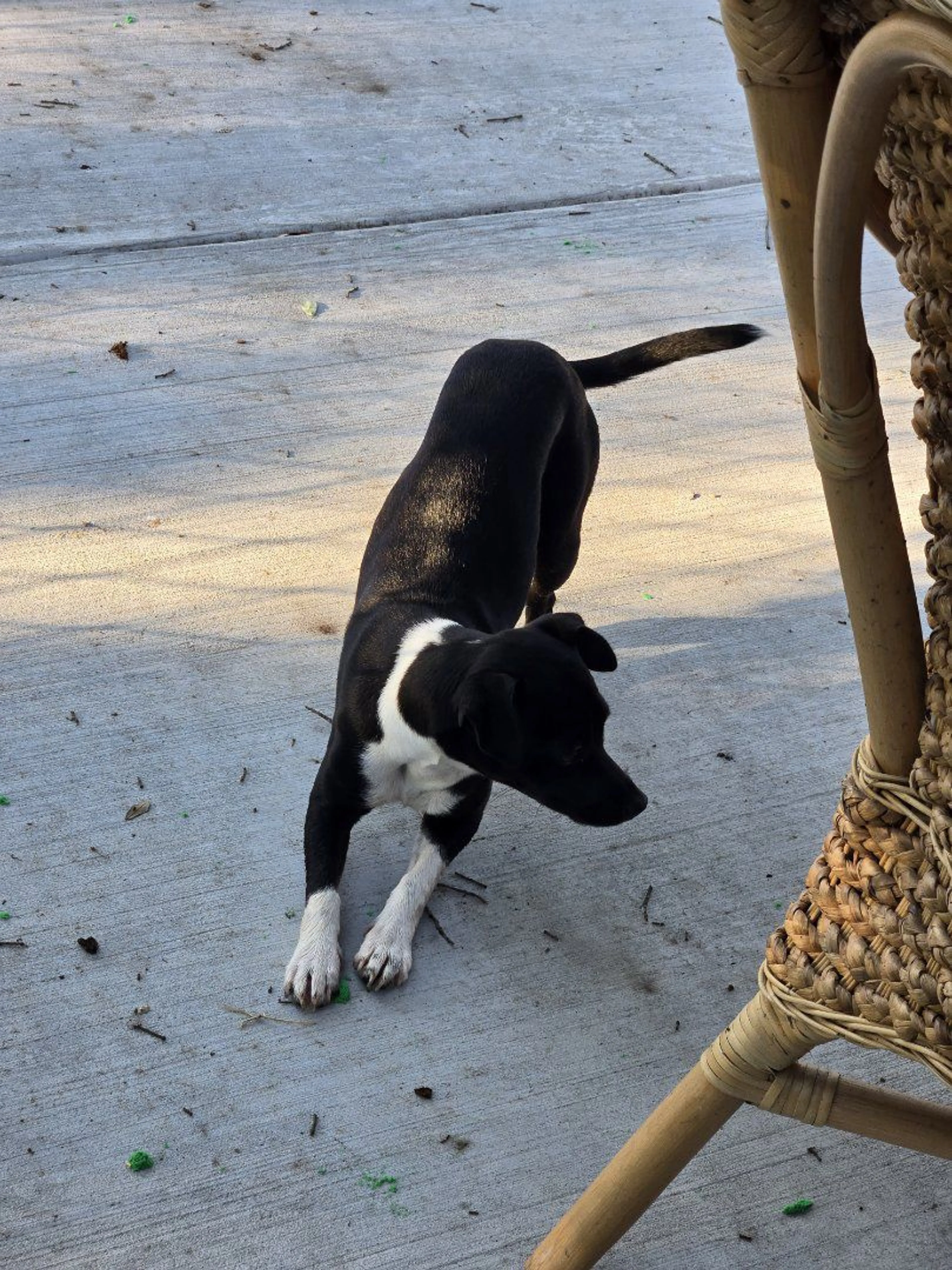 Lost pet-1