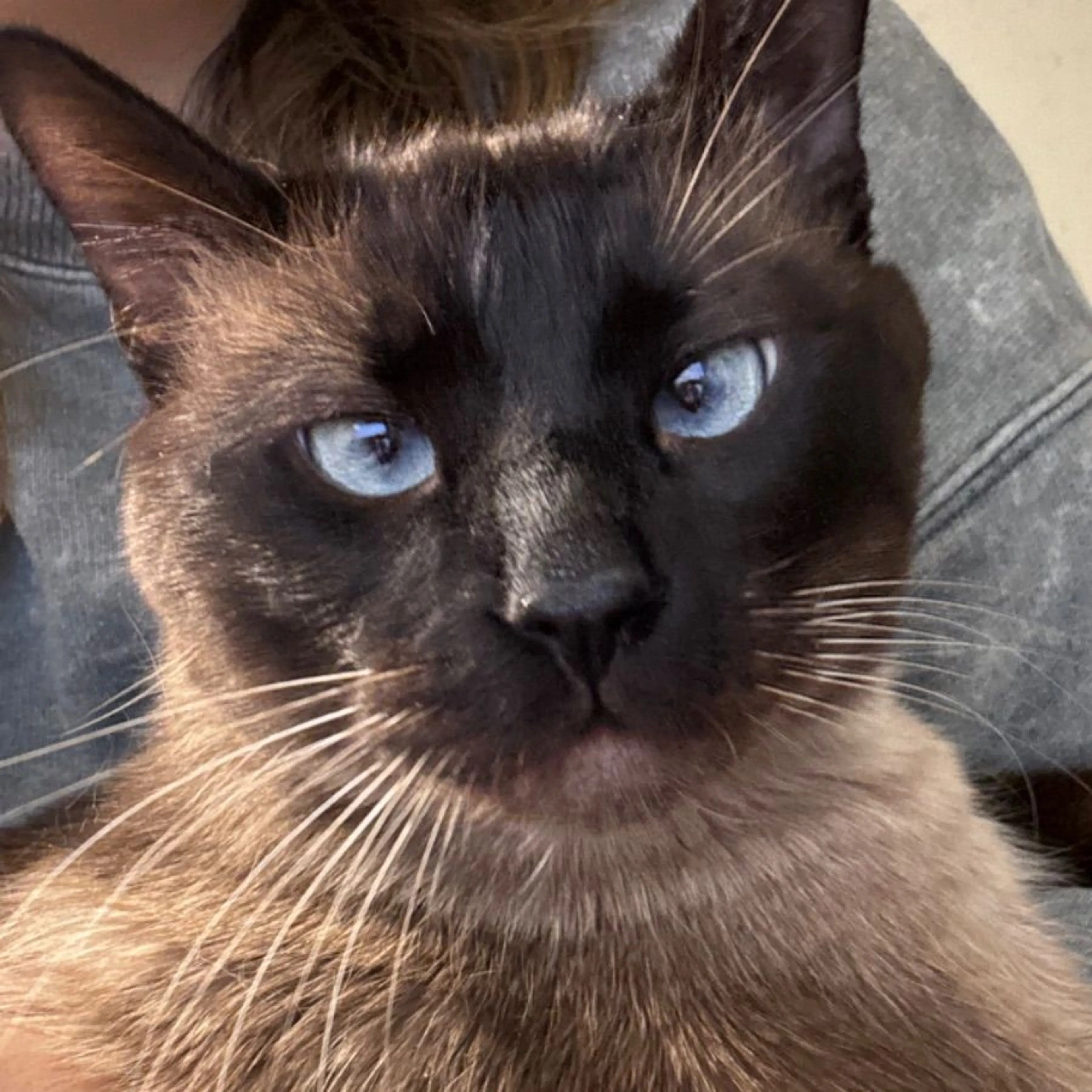 Lost pet