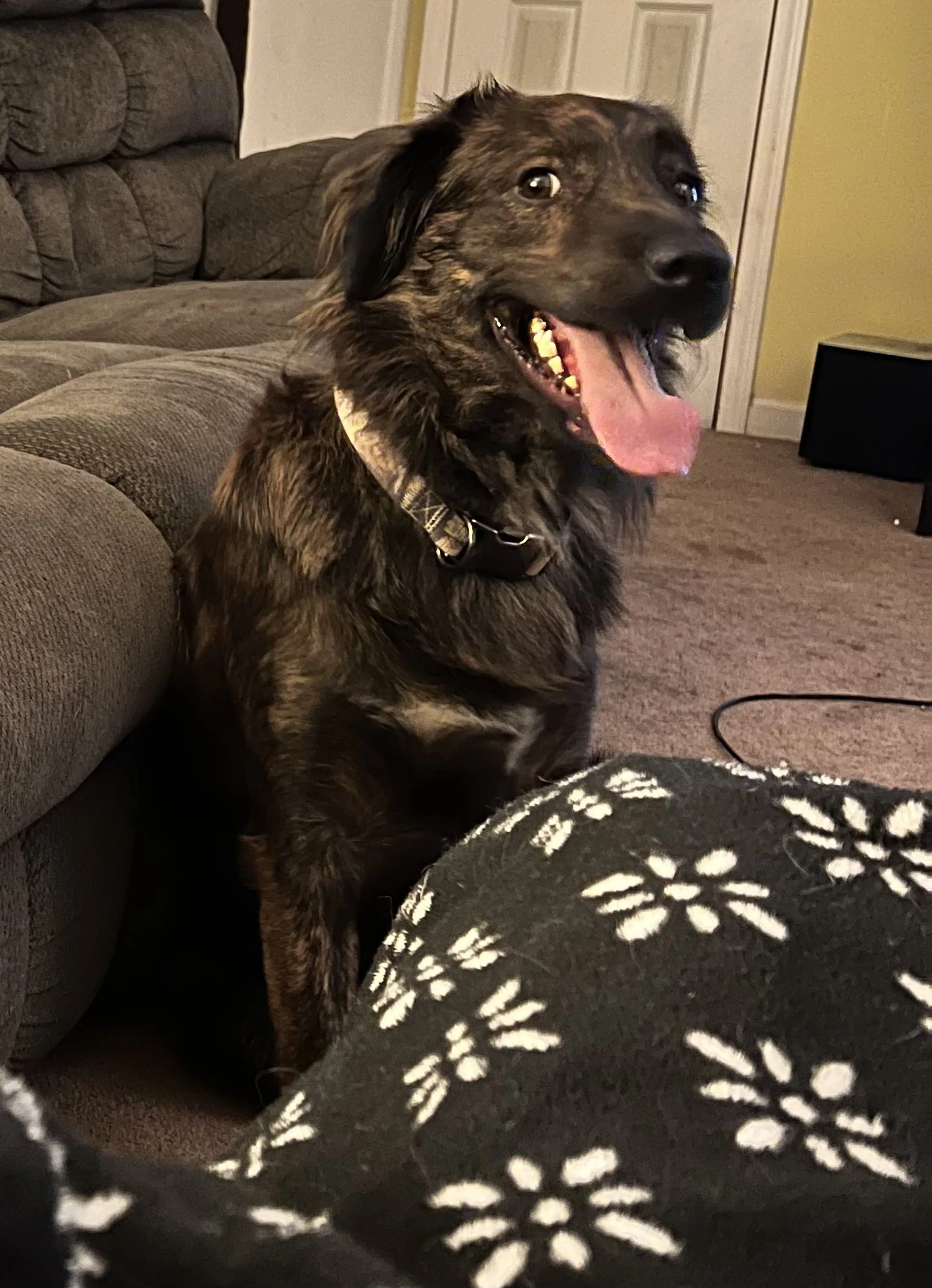 Lost pet