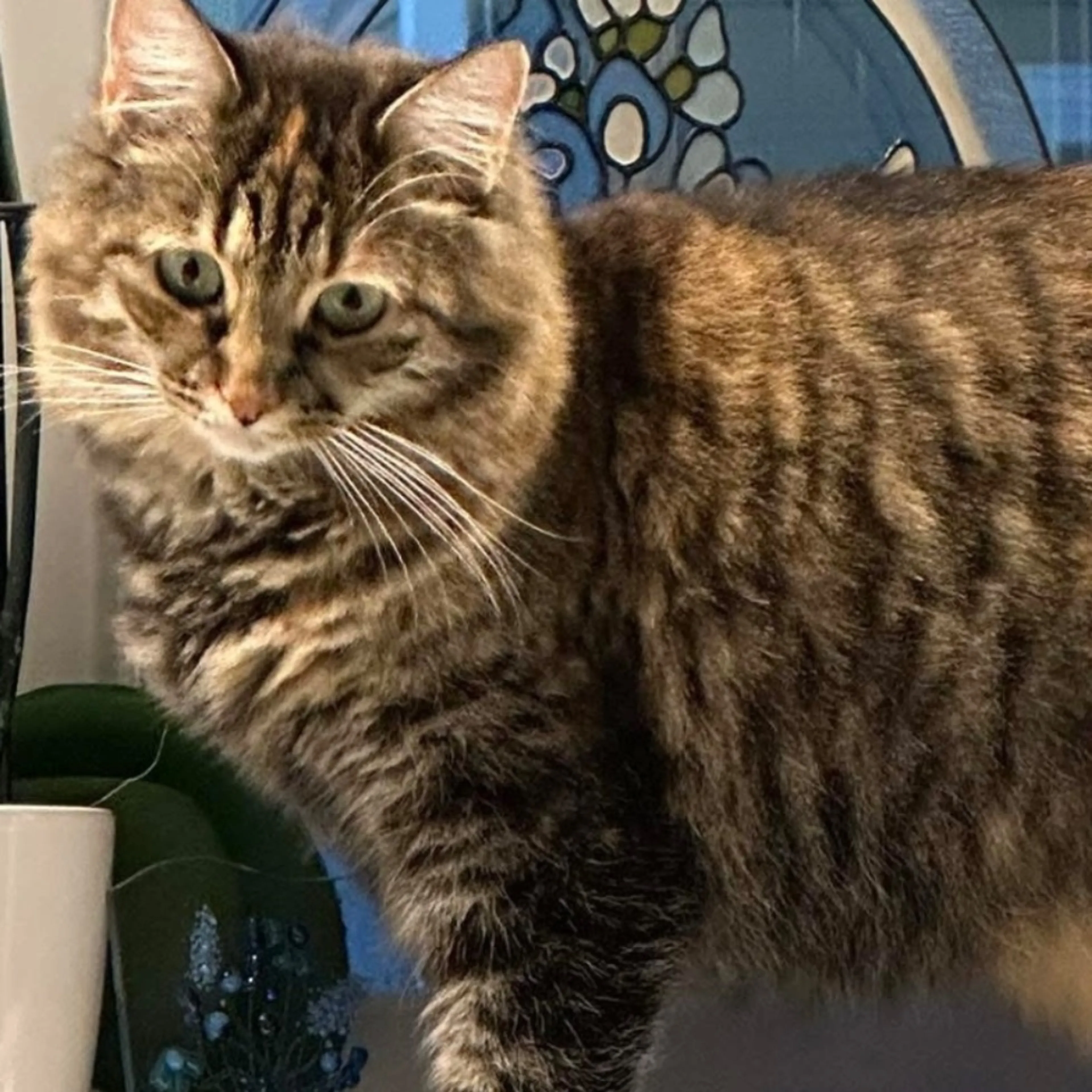 Lost pet