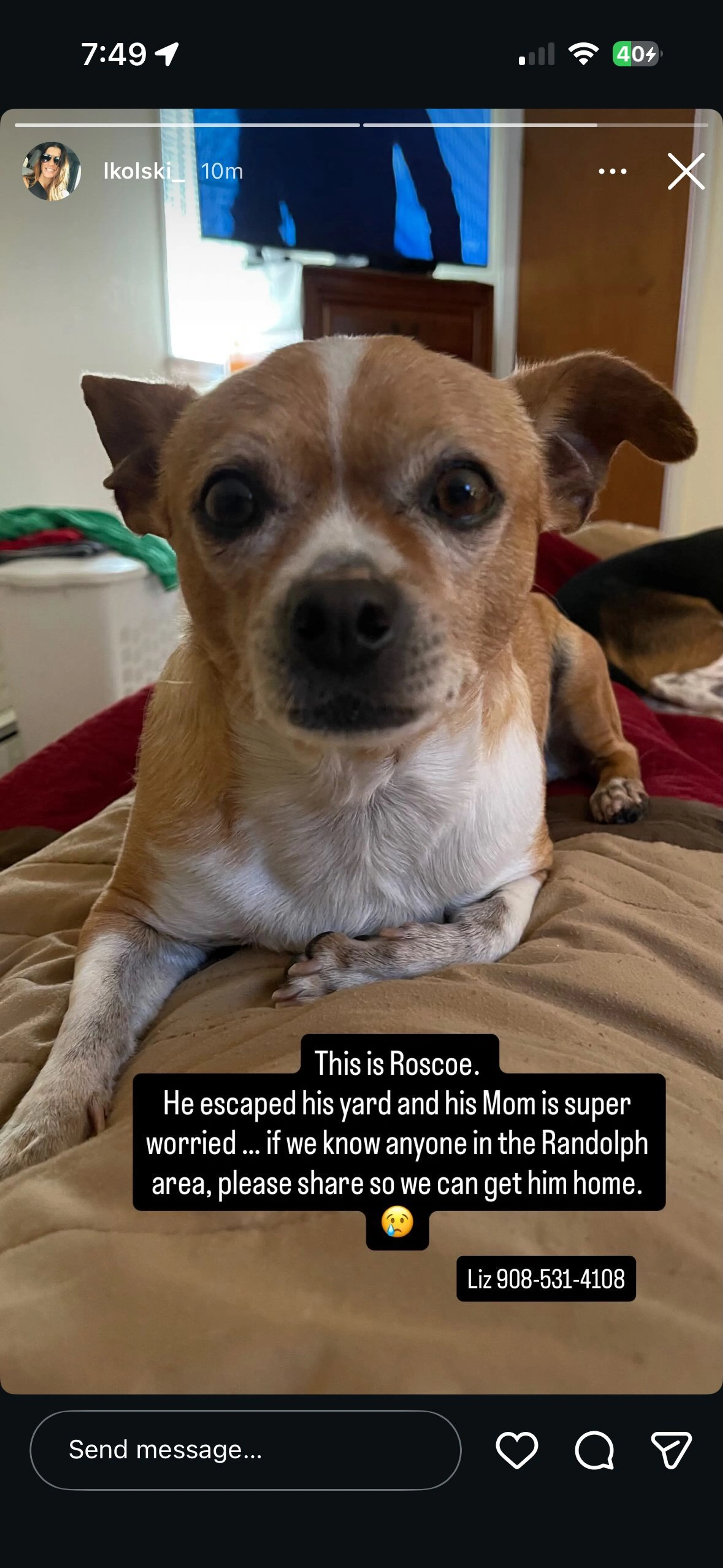 Lost pet
