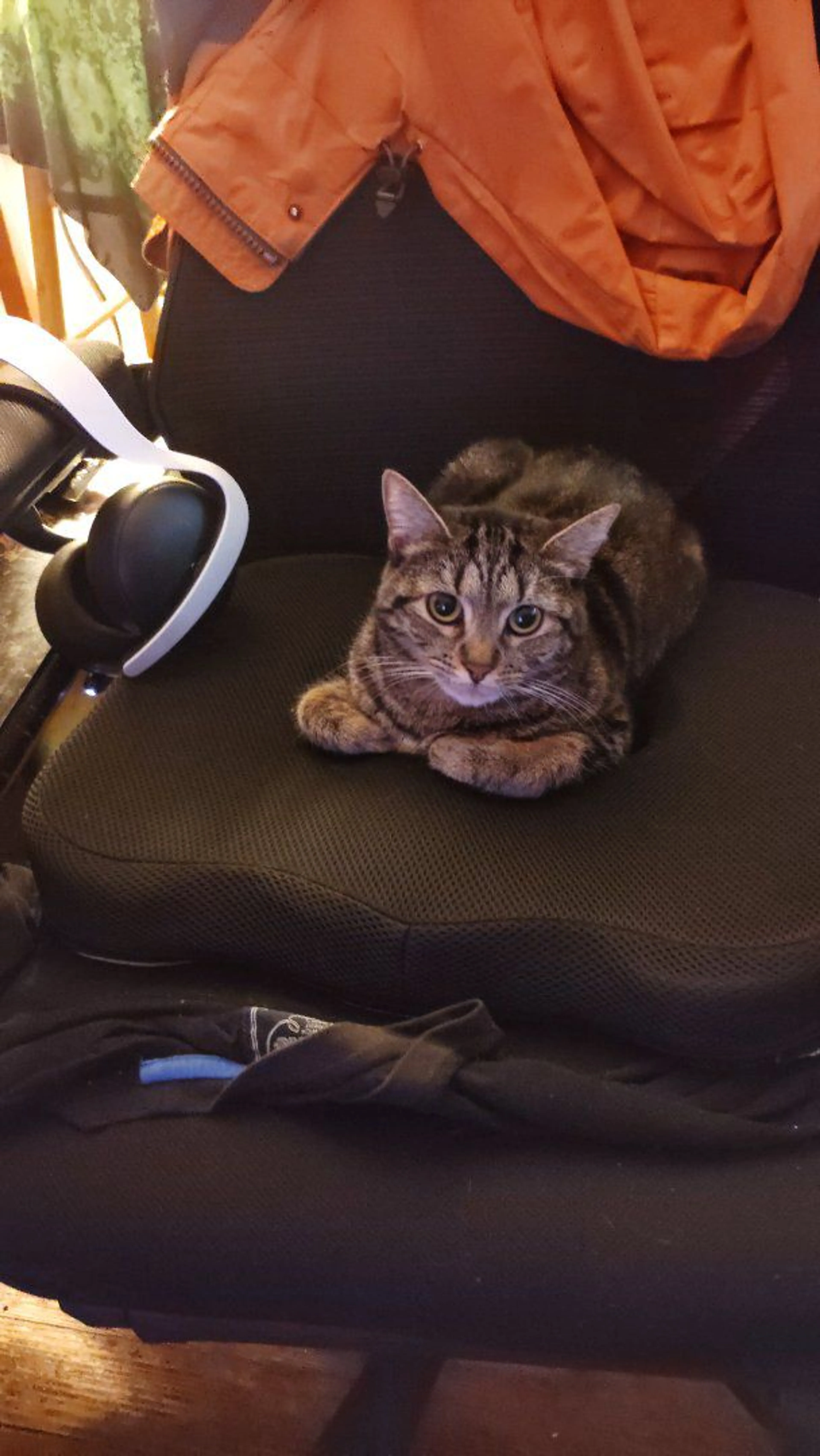 Lost pet