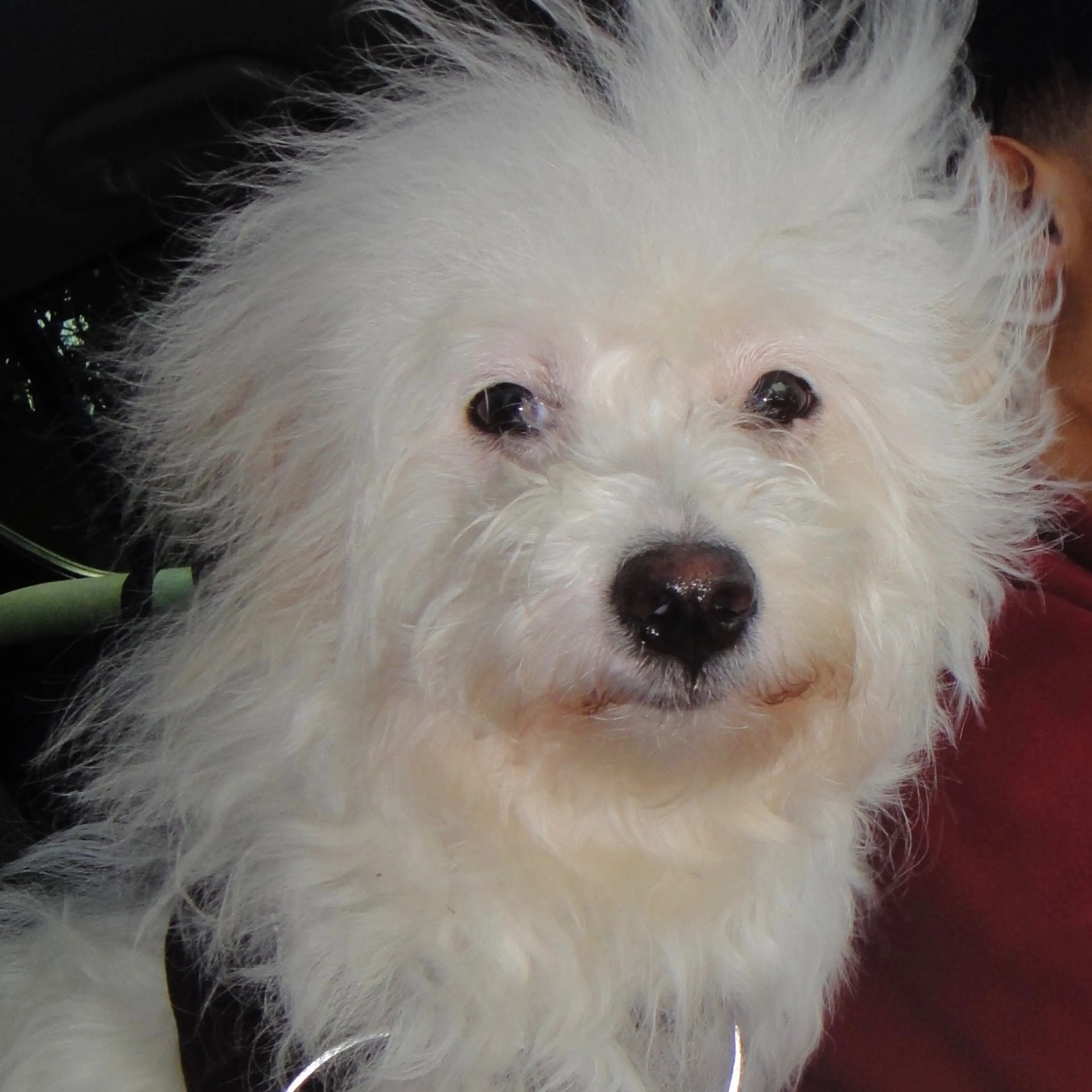 Lost pet-1