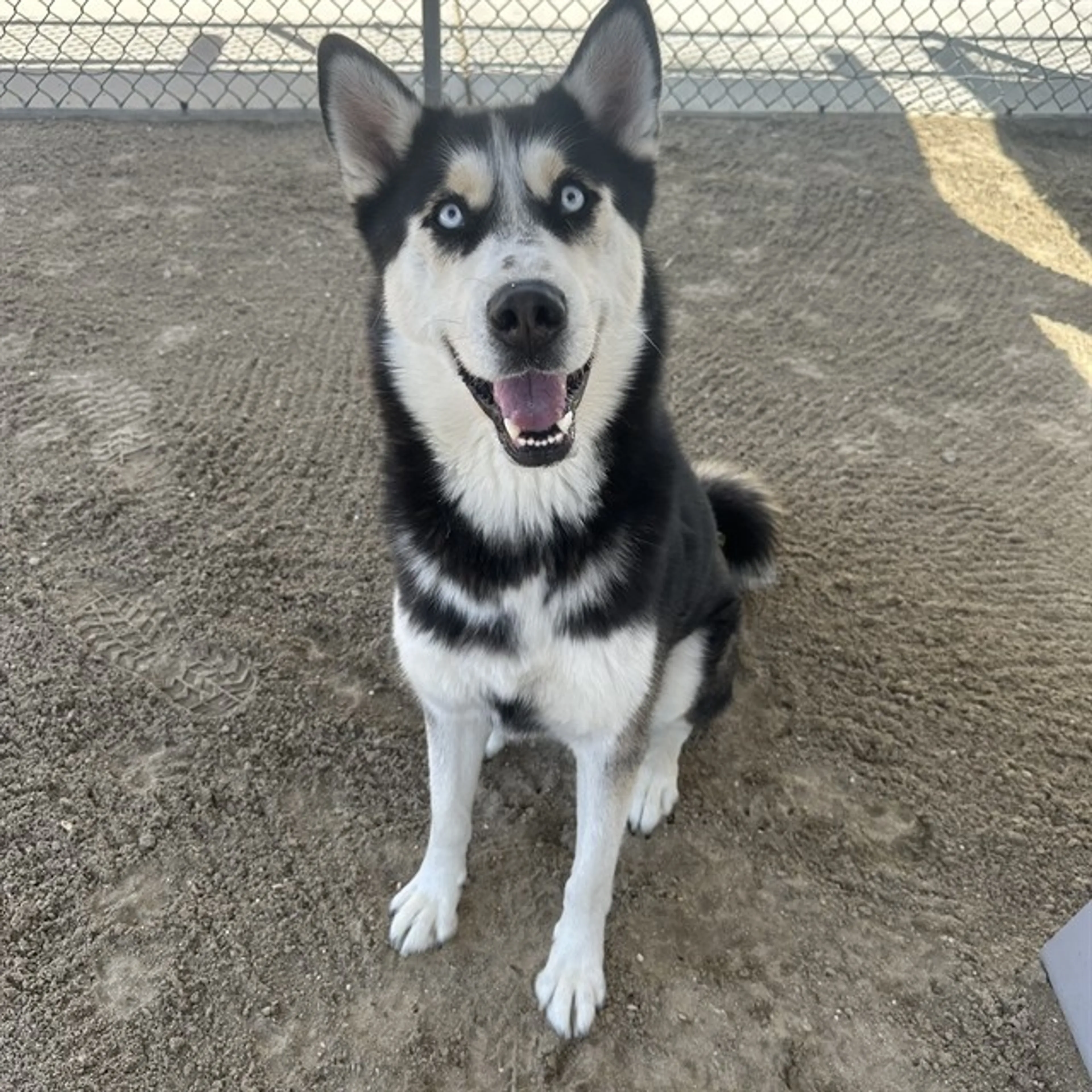 Found pet