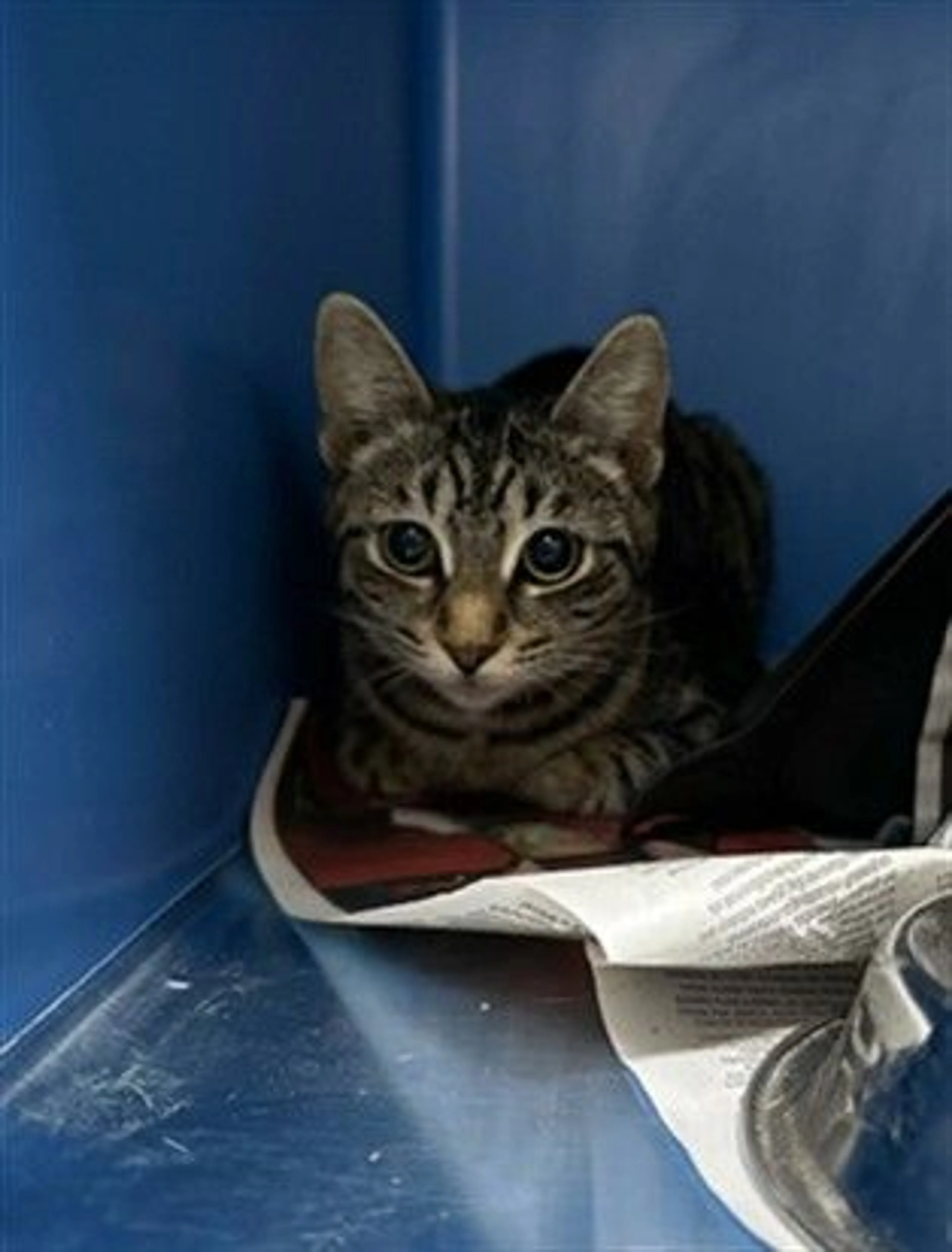 Found pet
