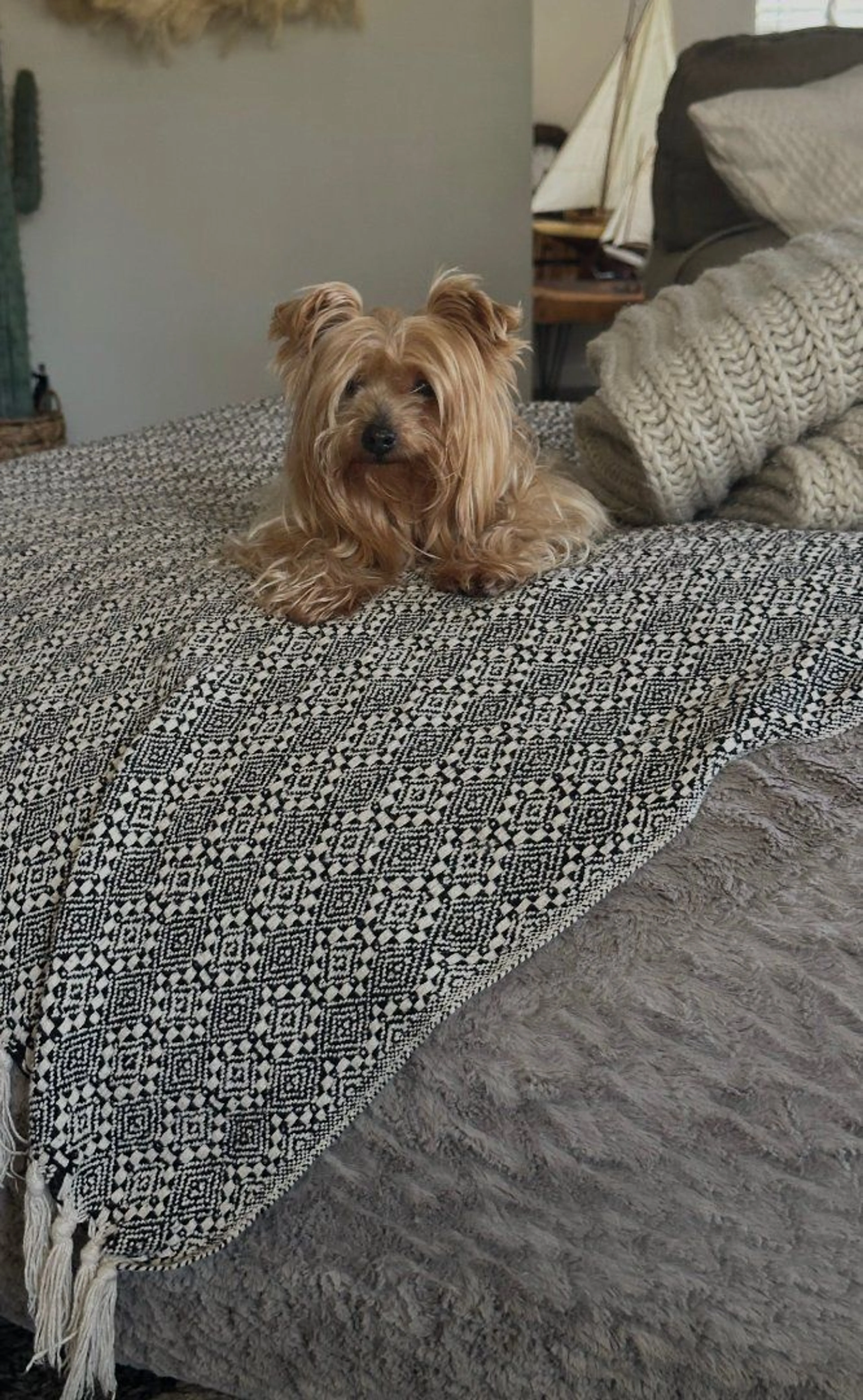 Lost pet-1