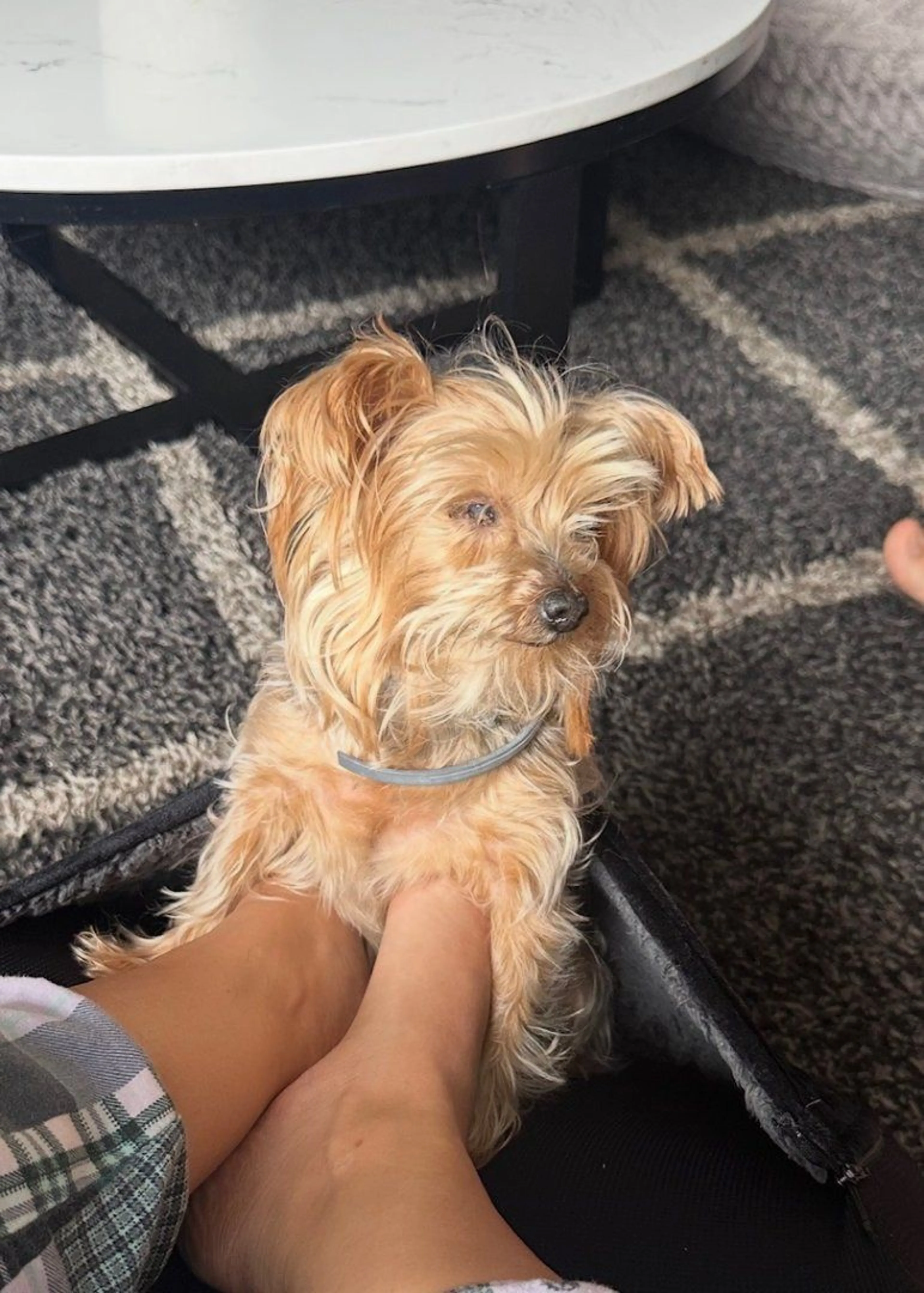 Lost pet-0