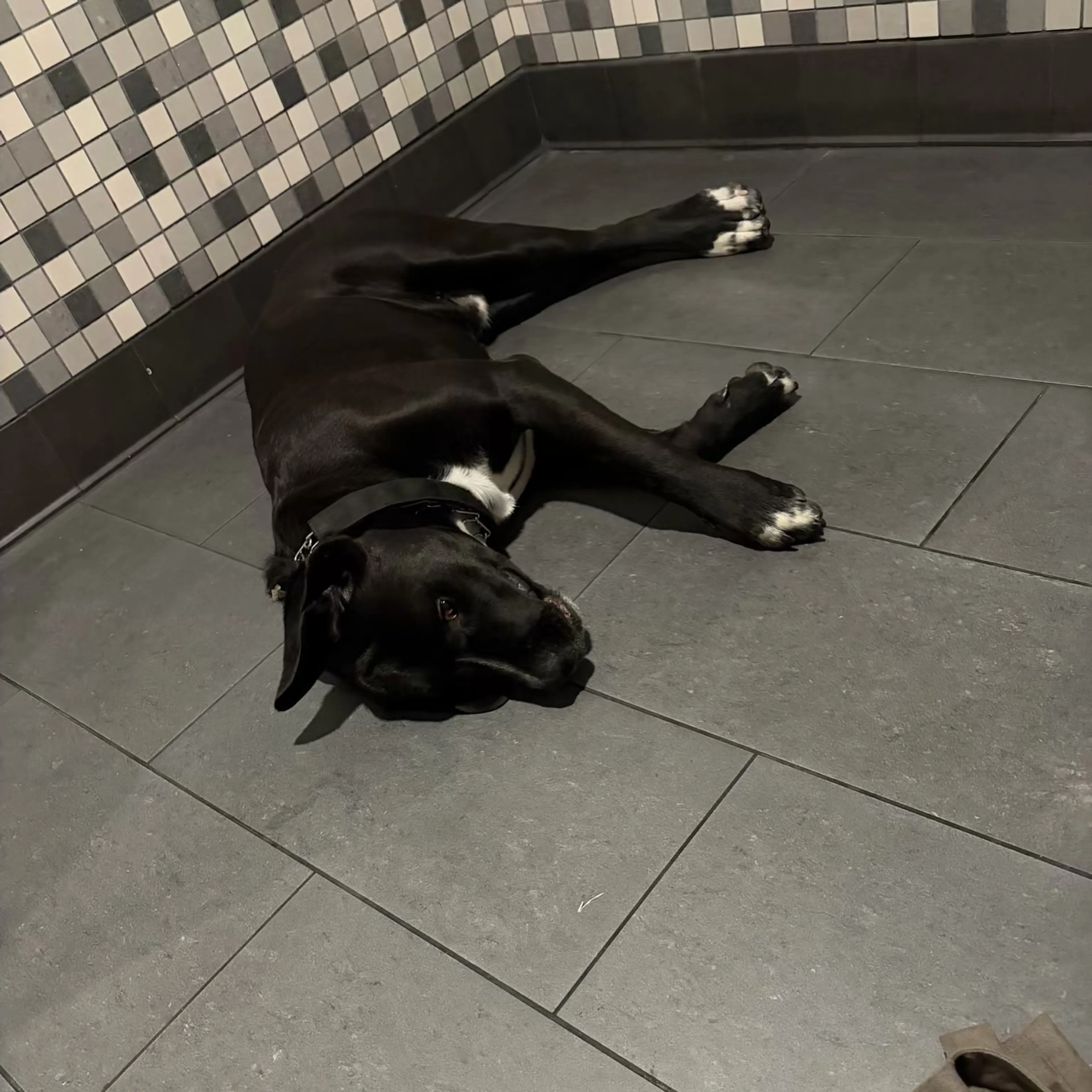 Lost pet-2
