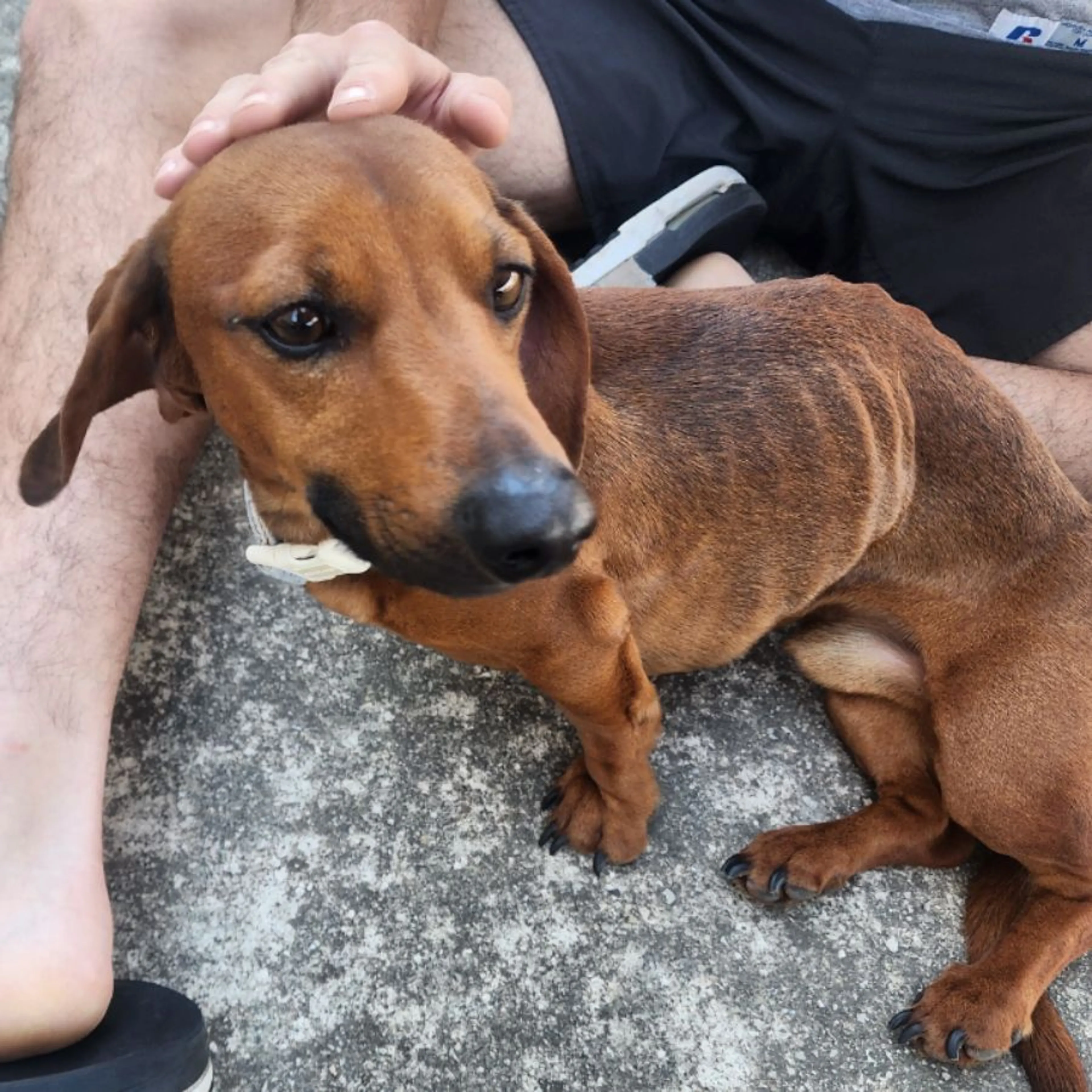 Found pet