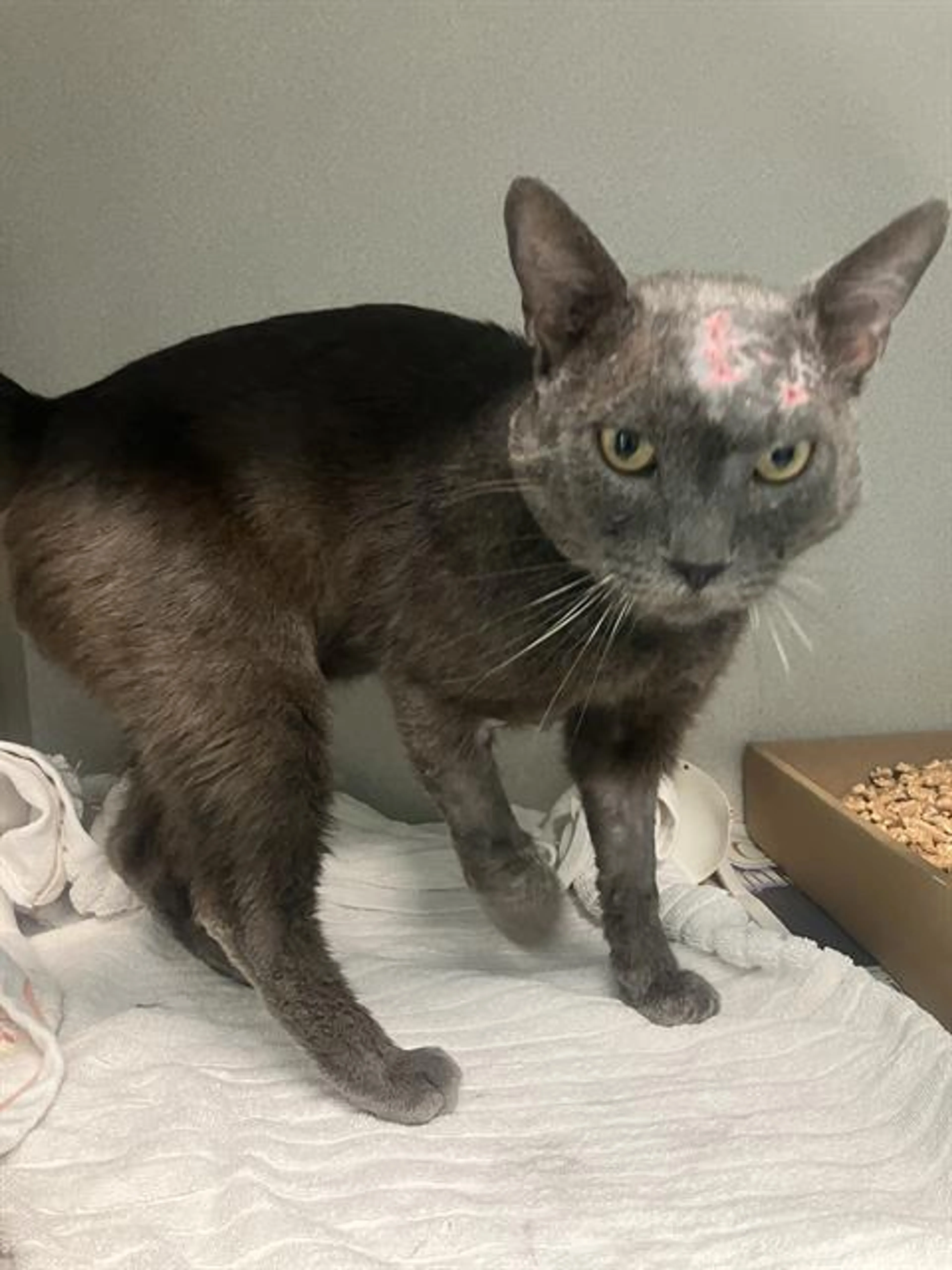 Found pet