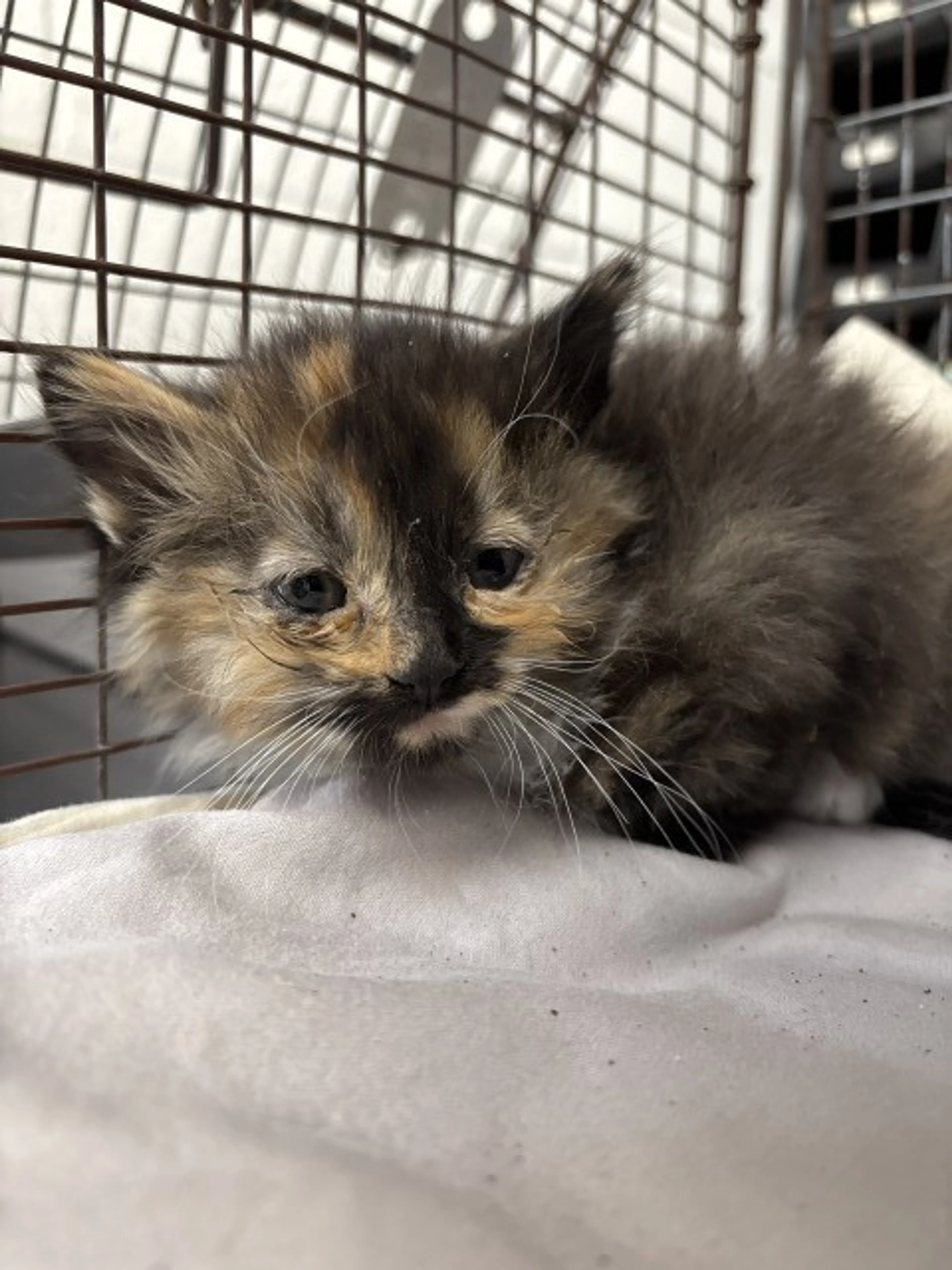 Found pet