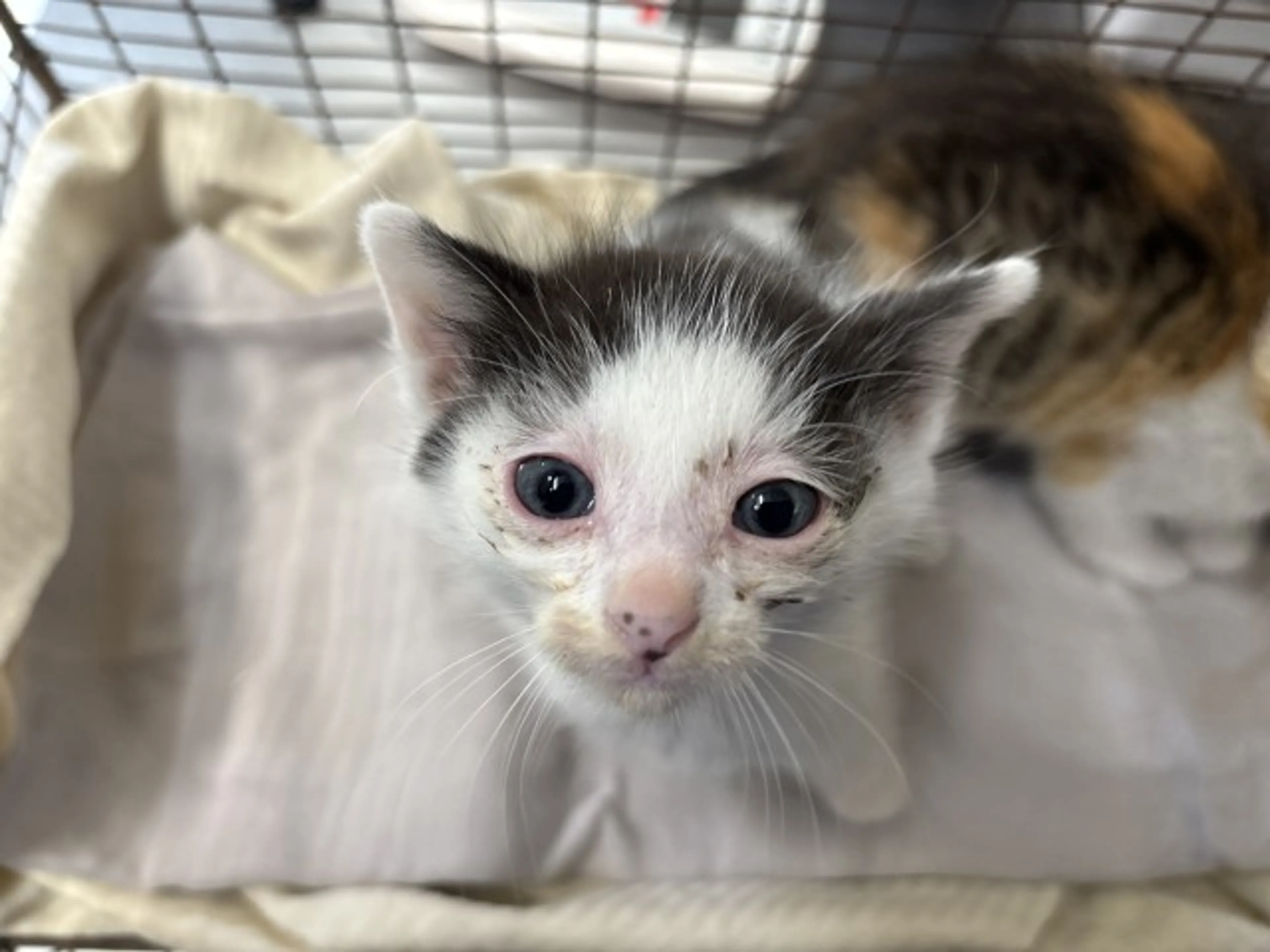 Found pet