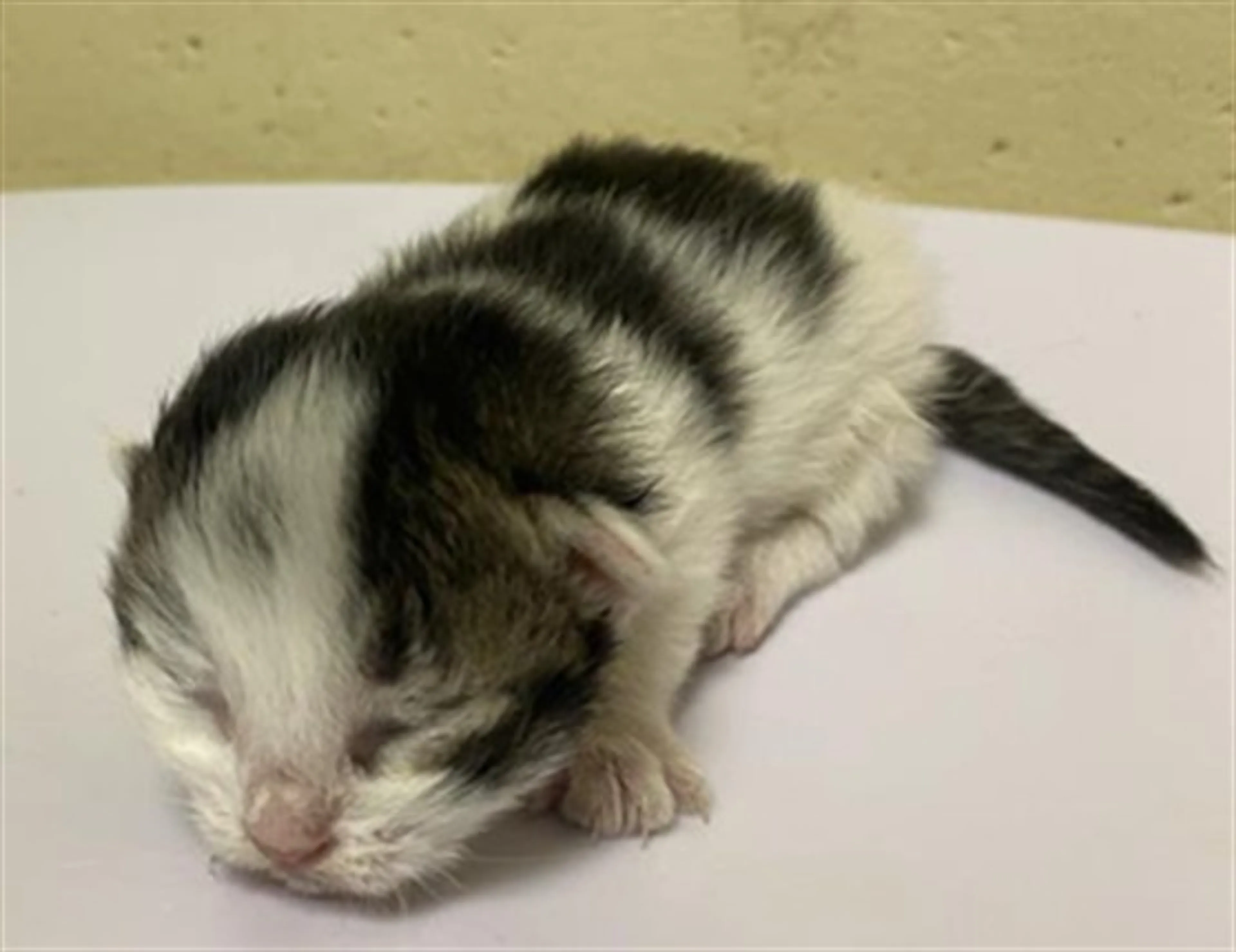 Found pet