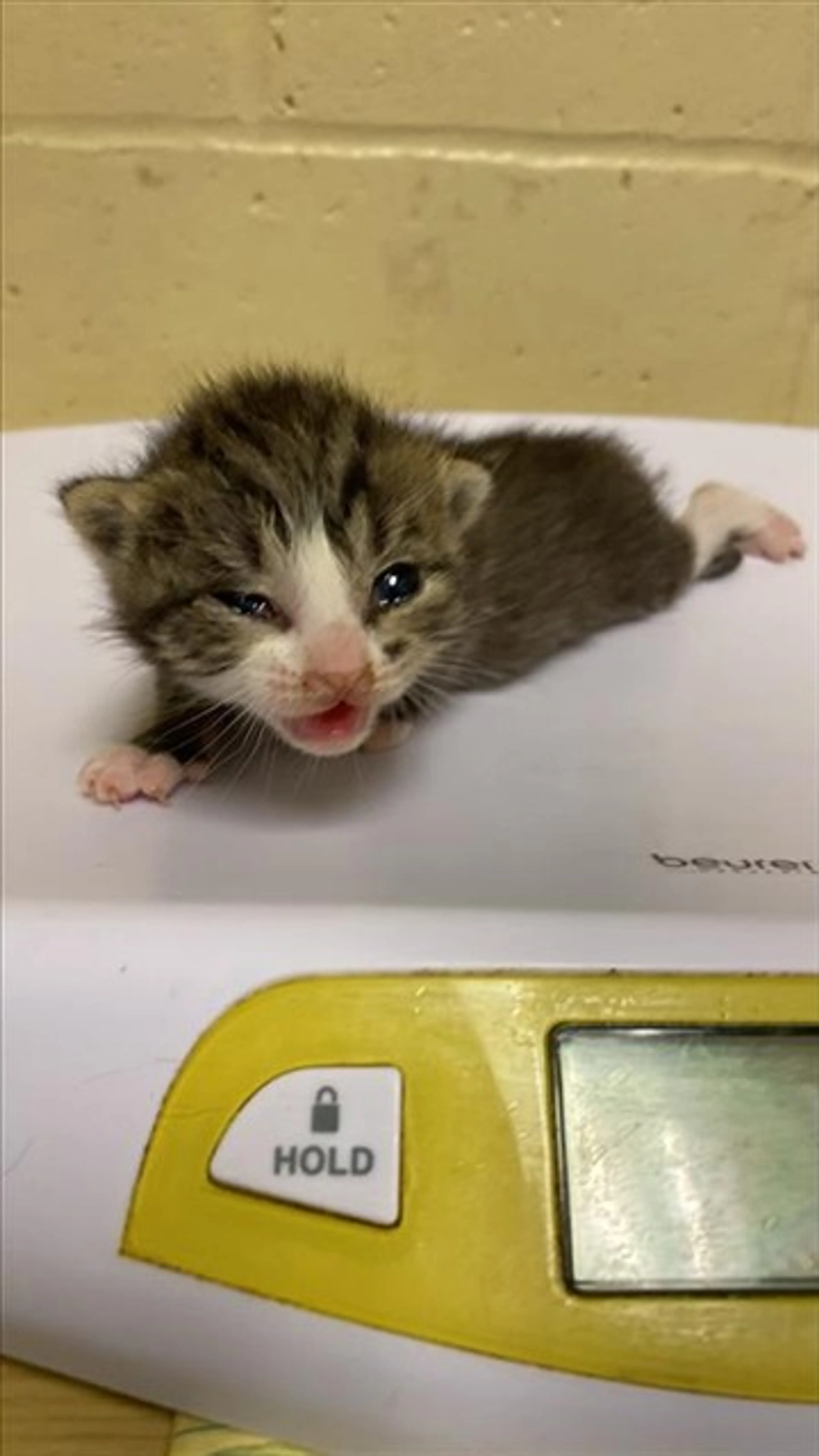 Found pet