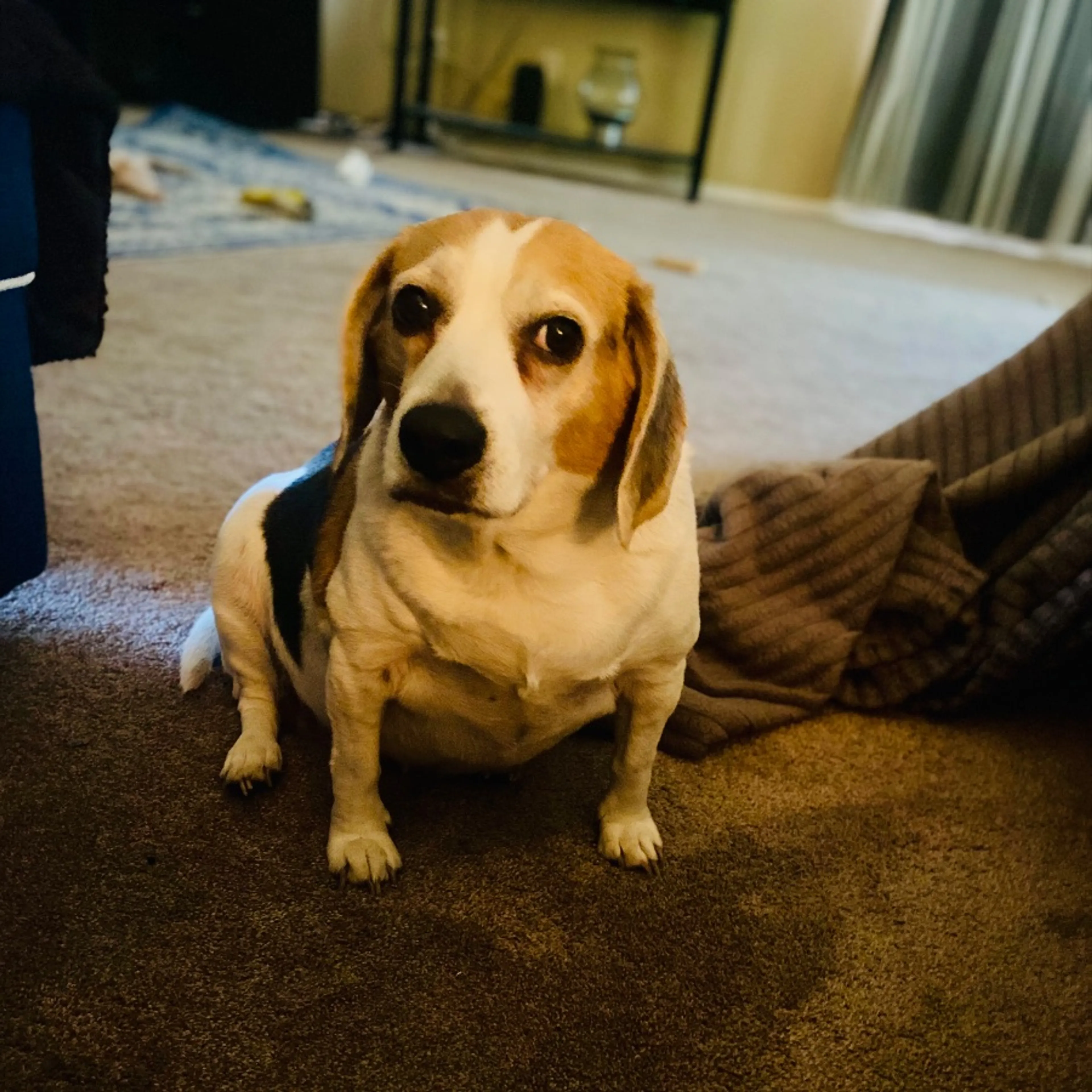 Lost pet
