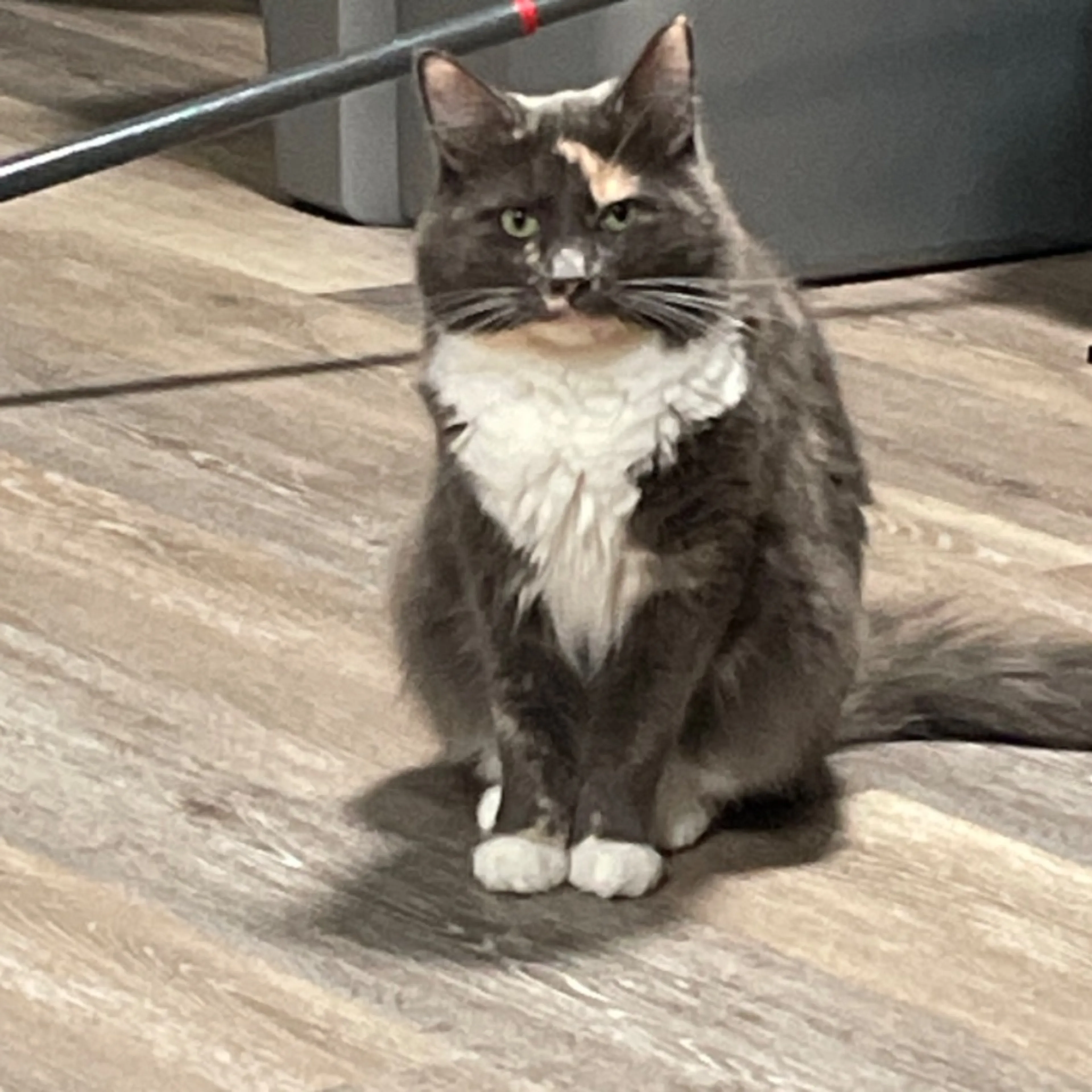 Lost pet