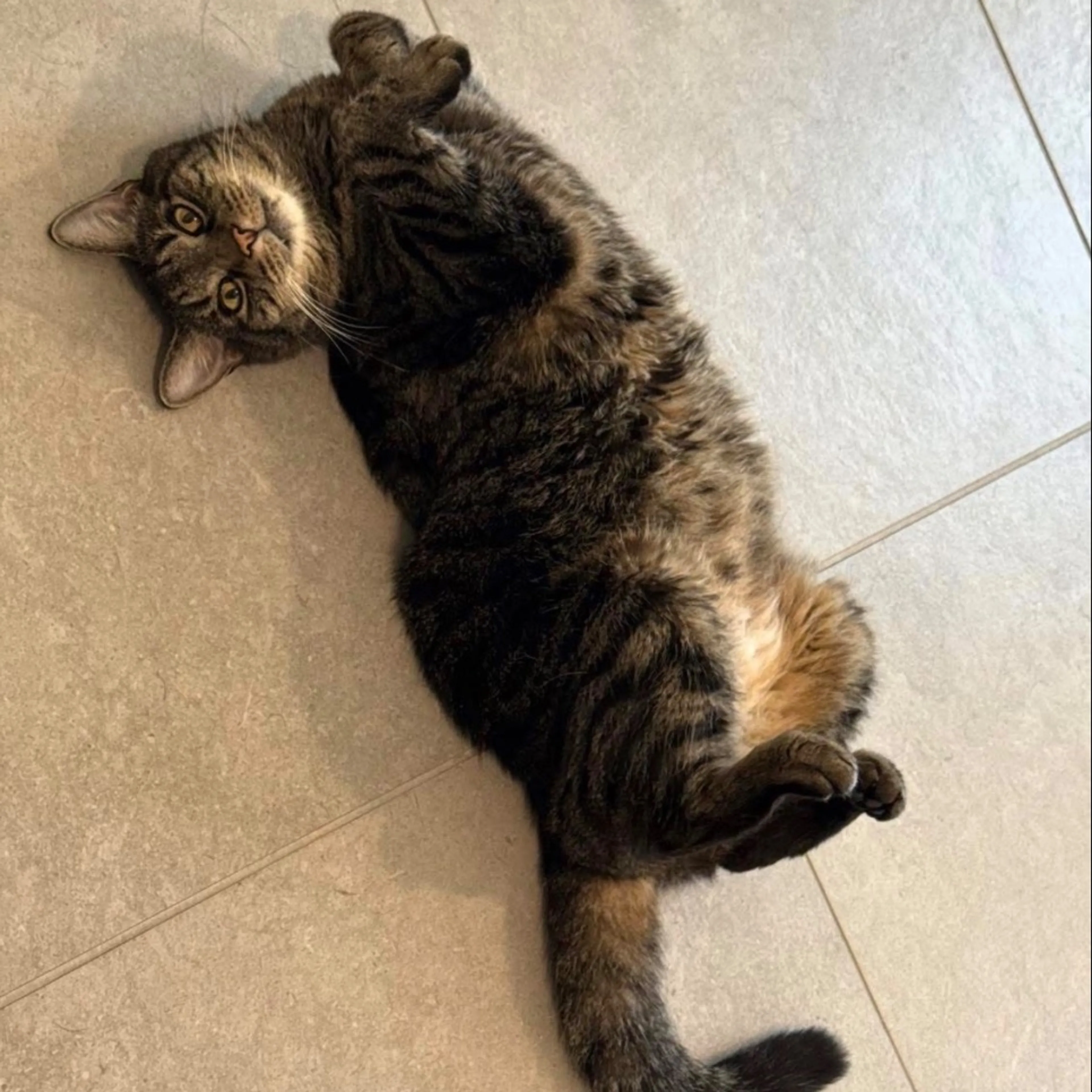 Lost pet