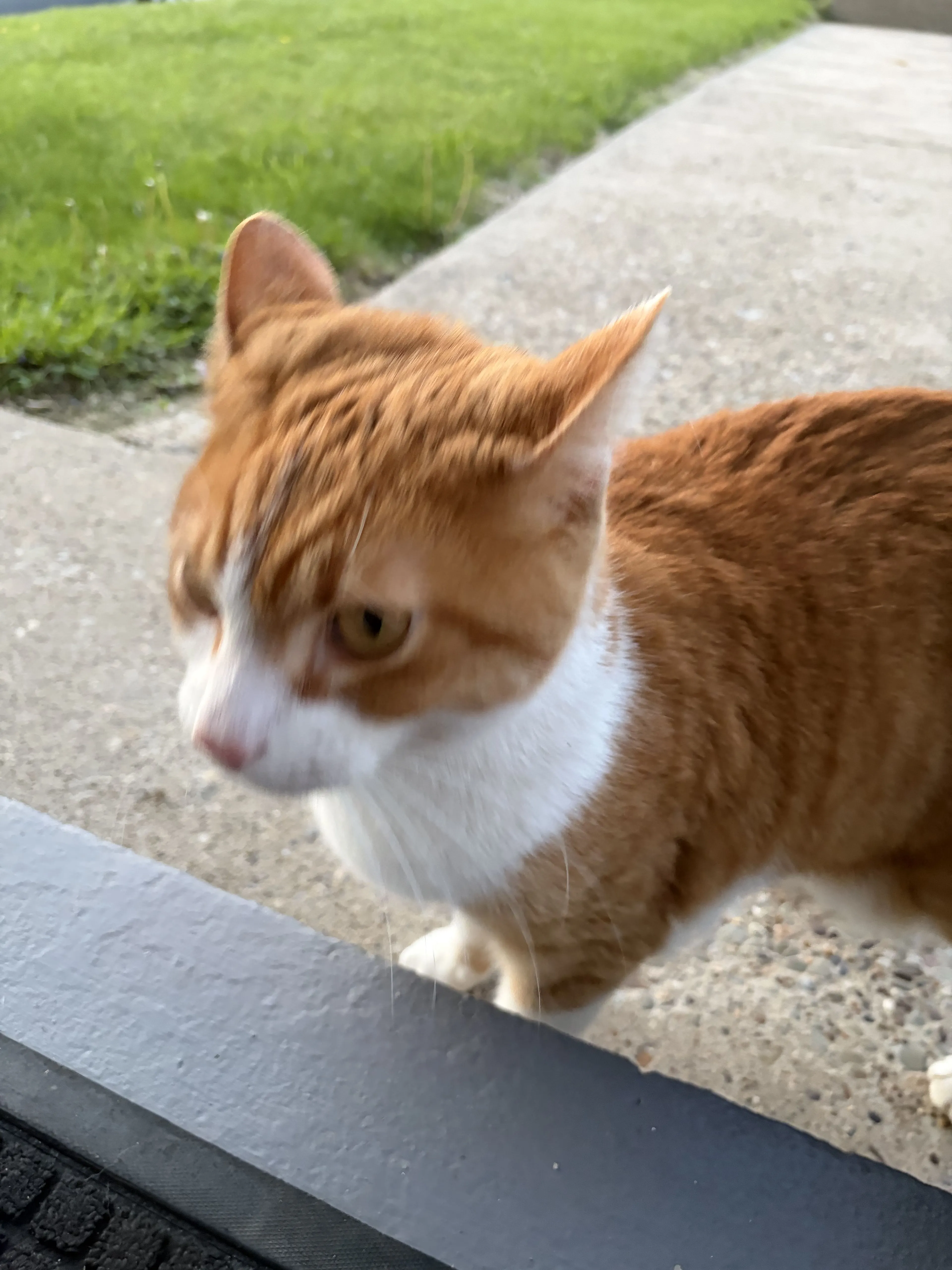 Lost pet-1