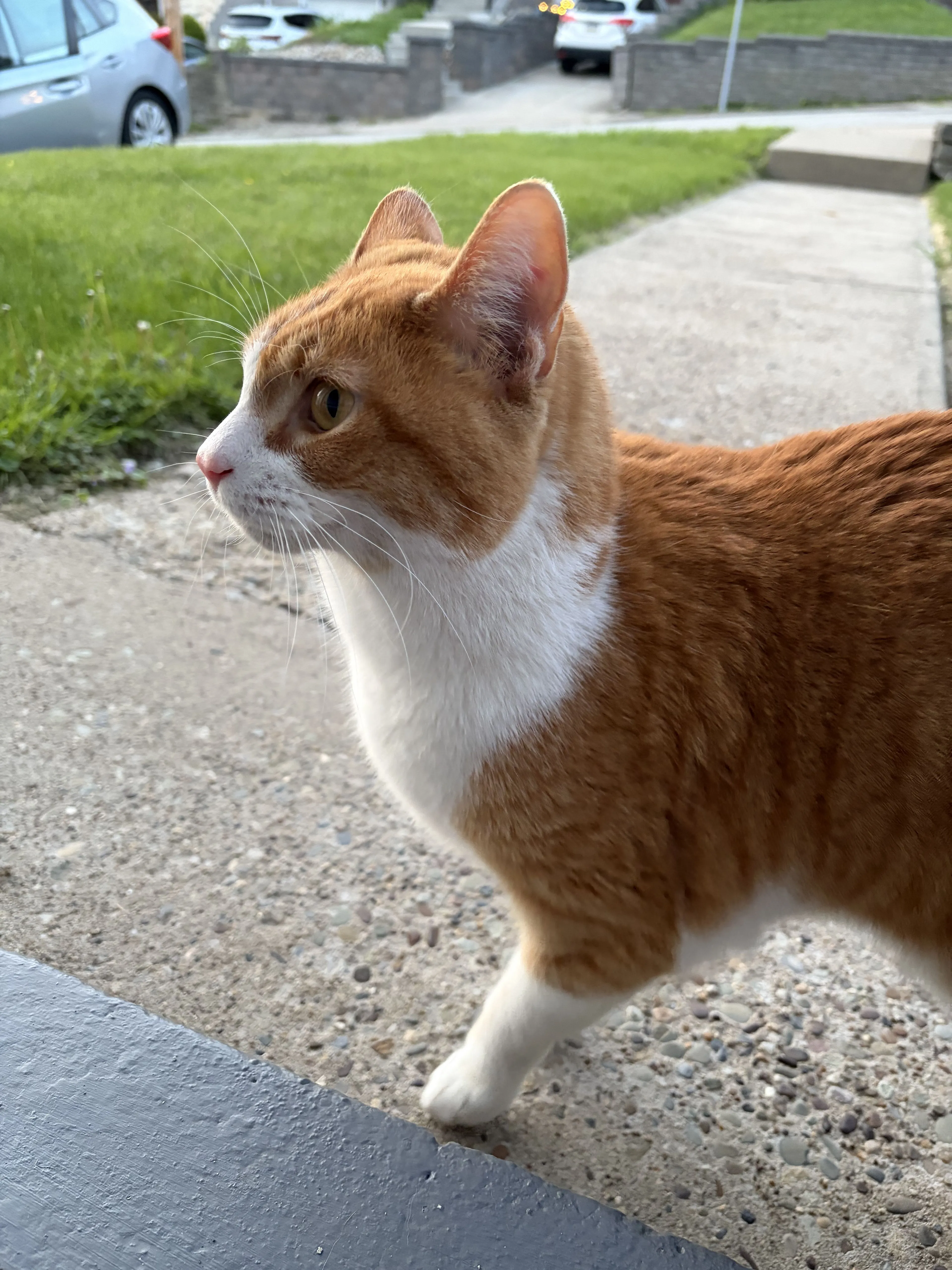 Lost pet-0