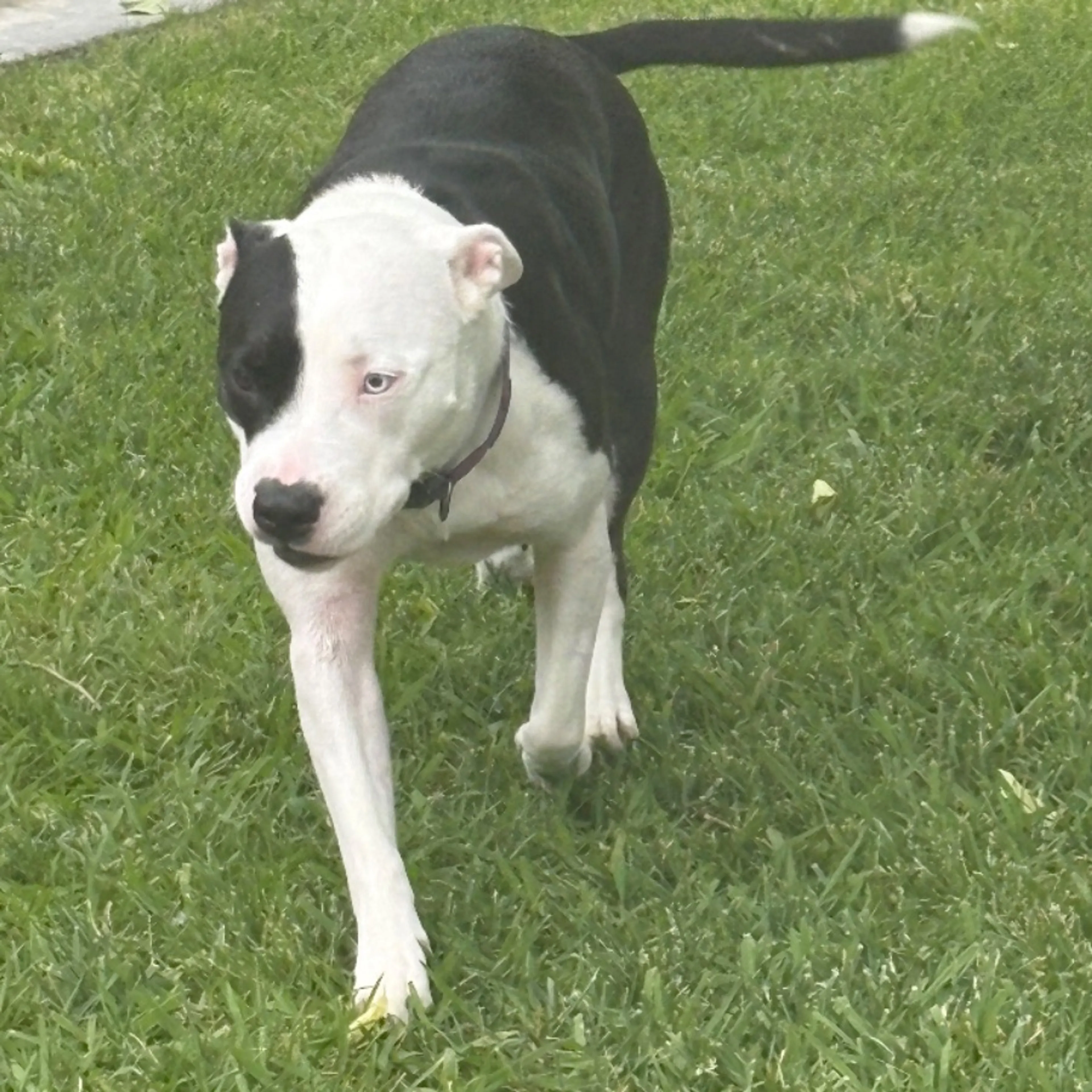 Found pet