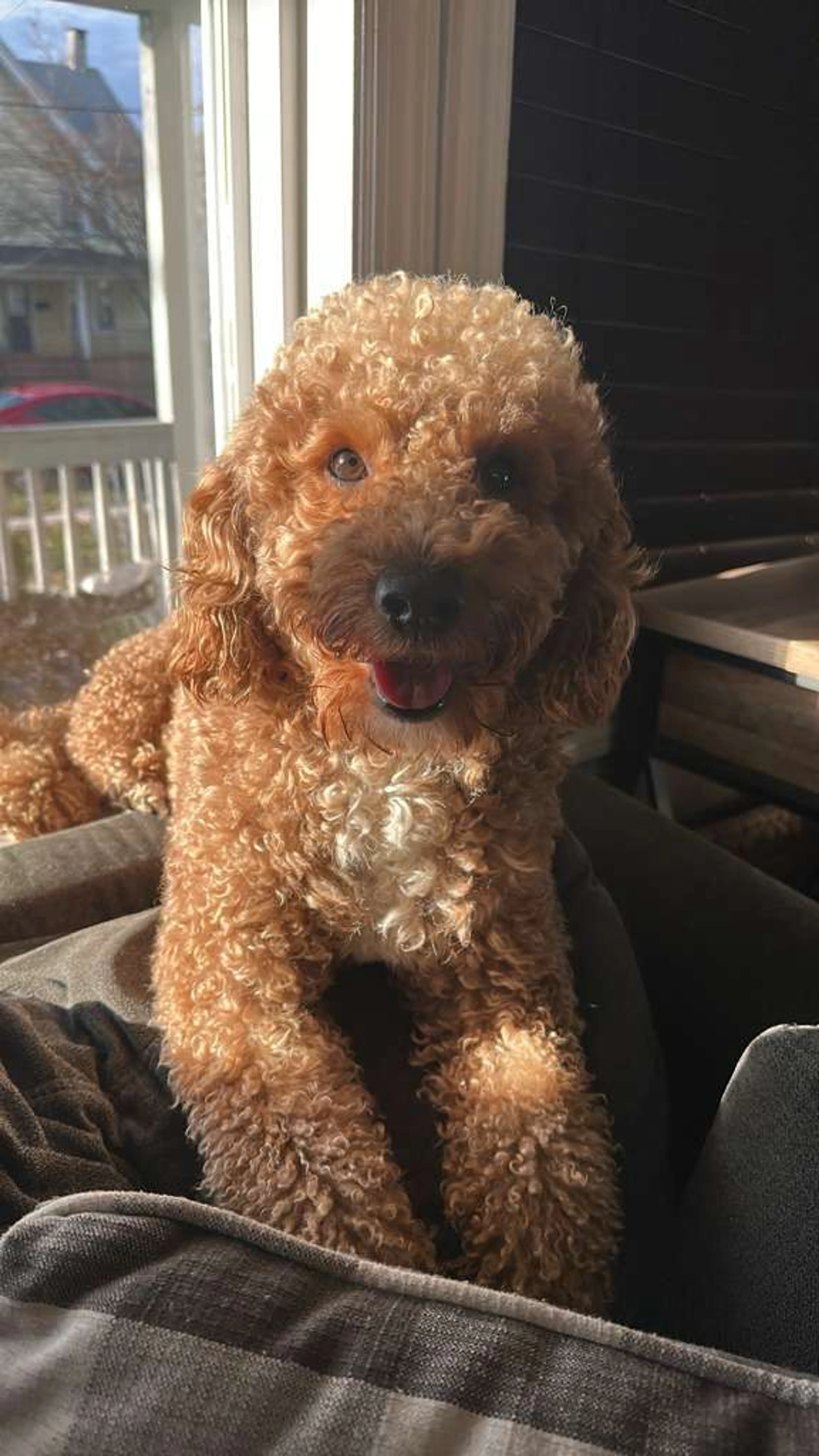 Lost pet