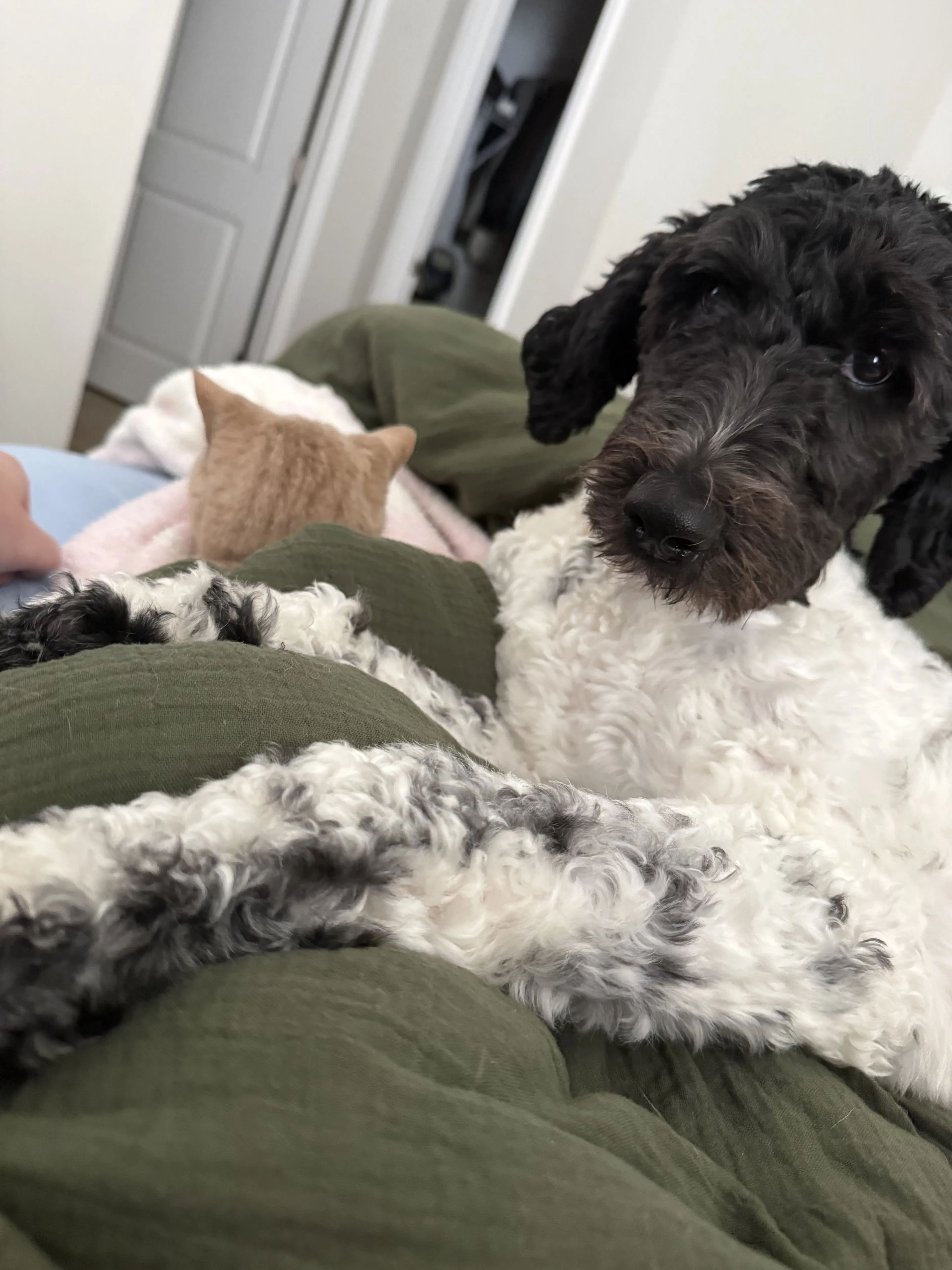 Lost pet-2