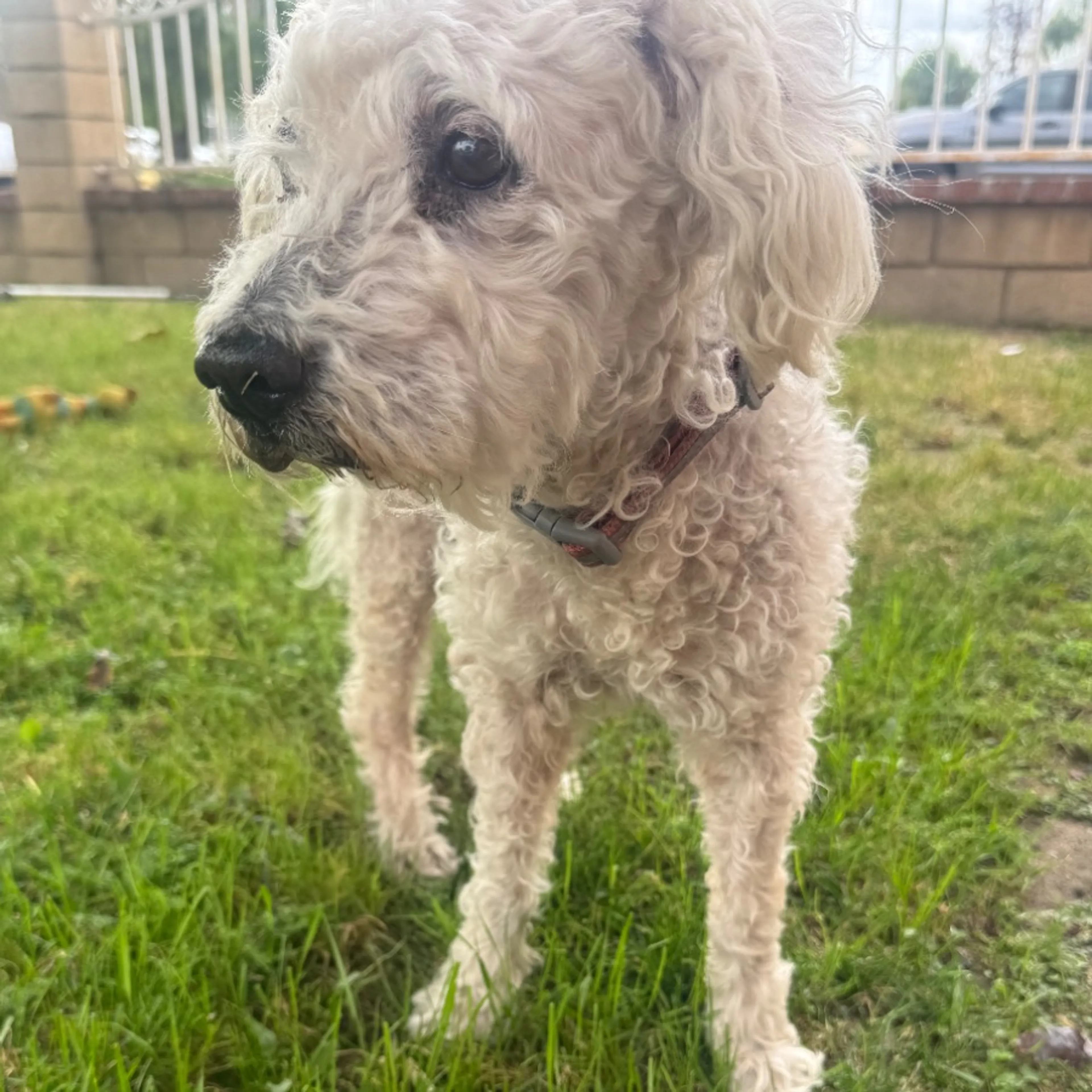 Found pet
