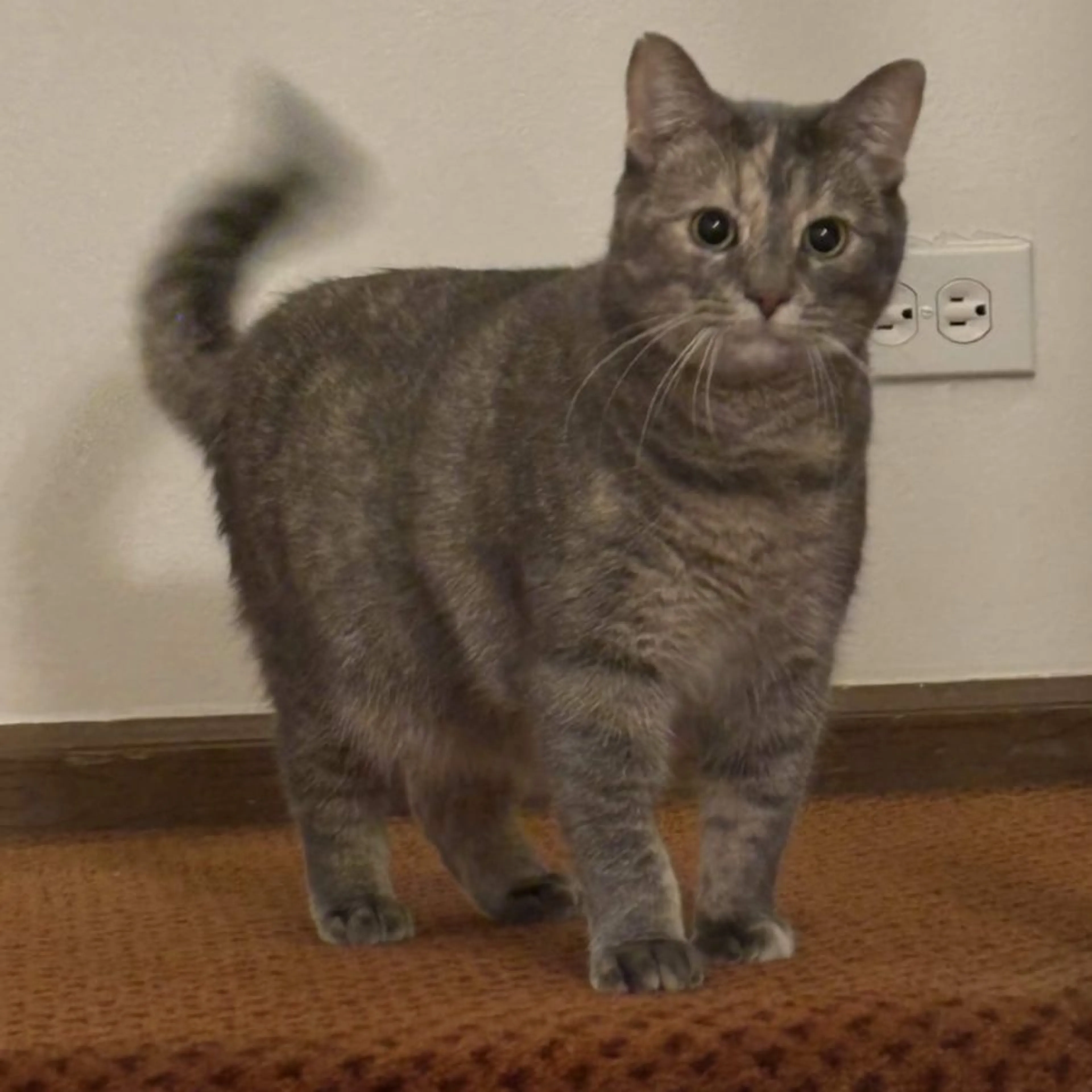 Lost pet