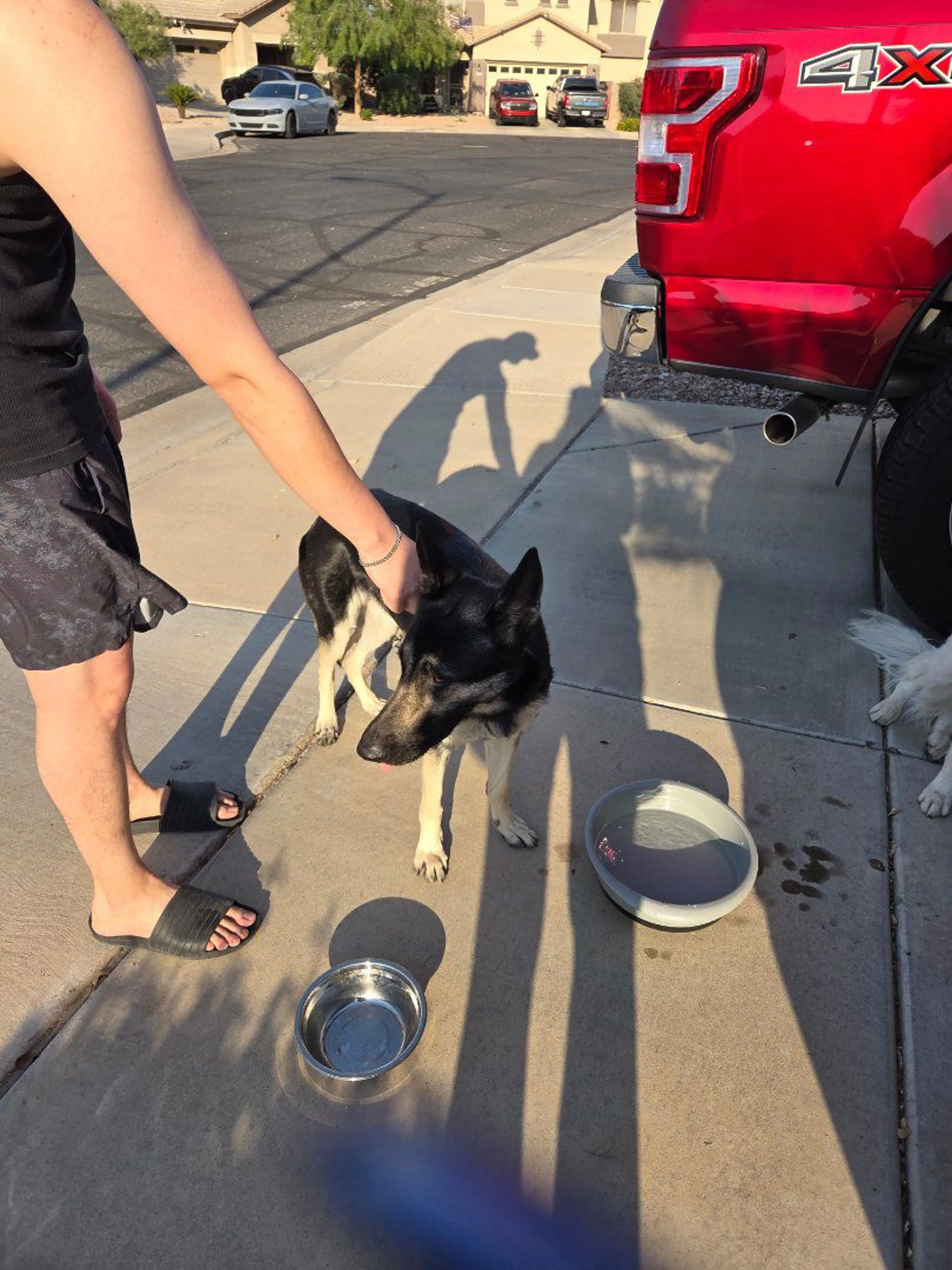 Lost pet-0