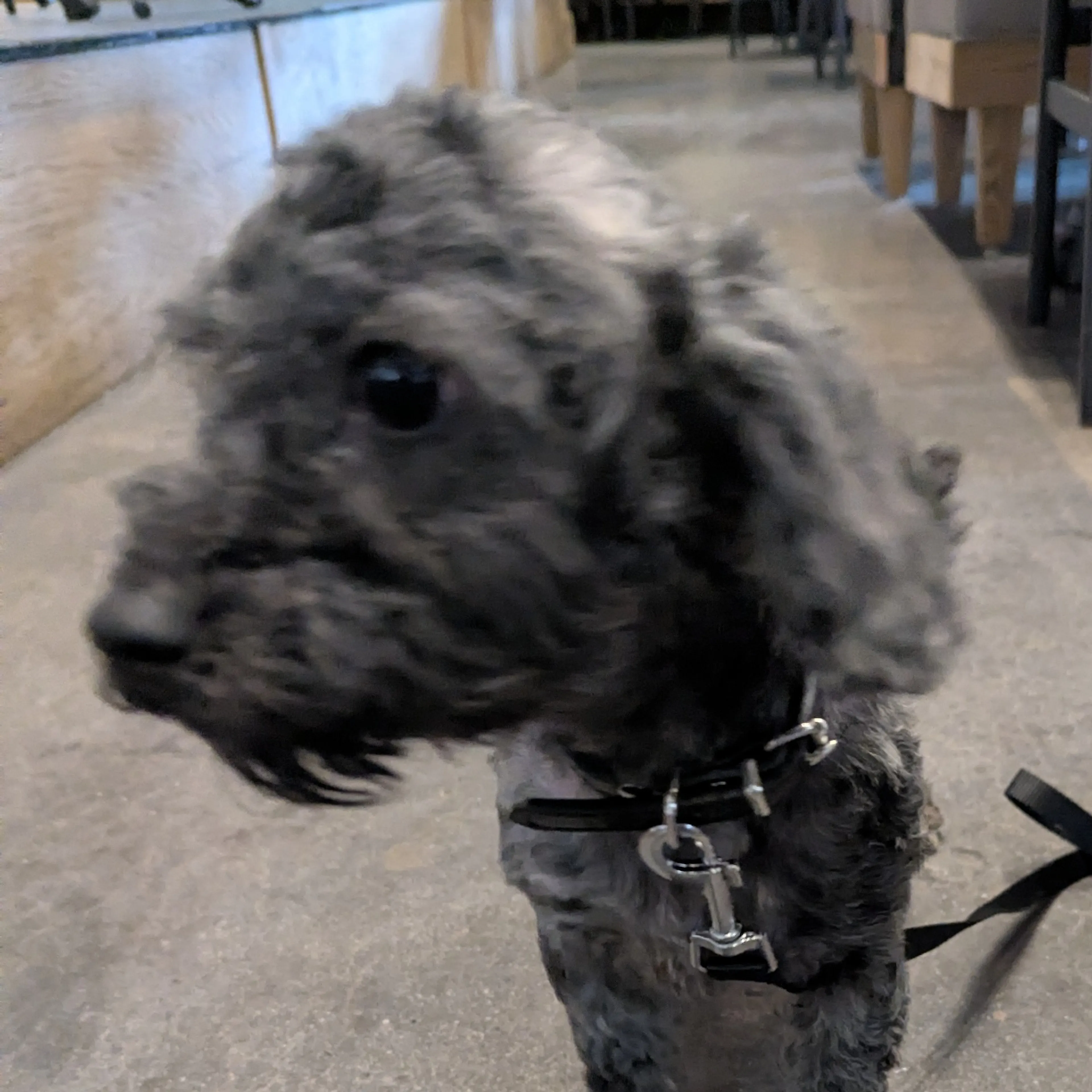 Found pet-2