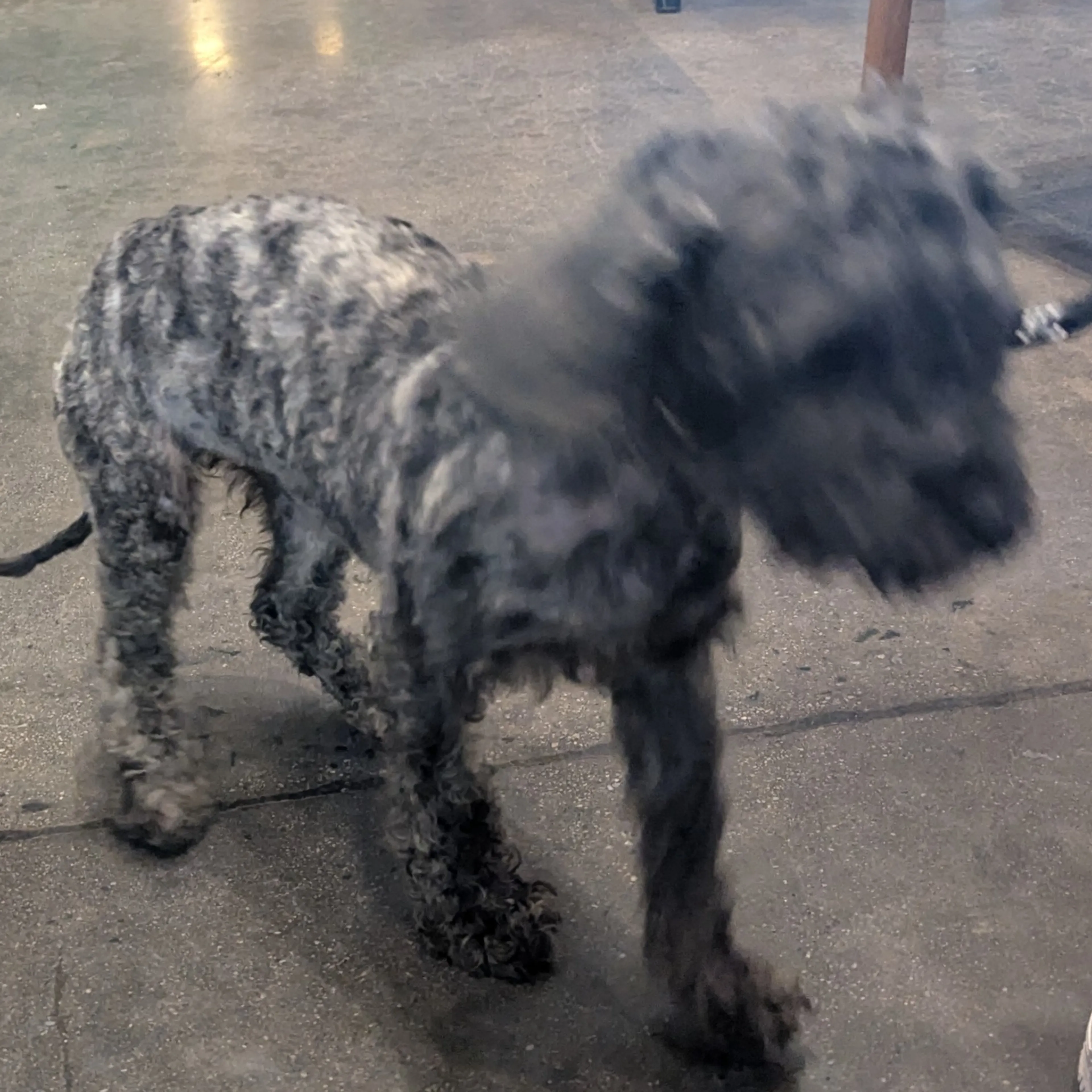 Found pet-1