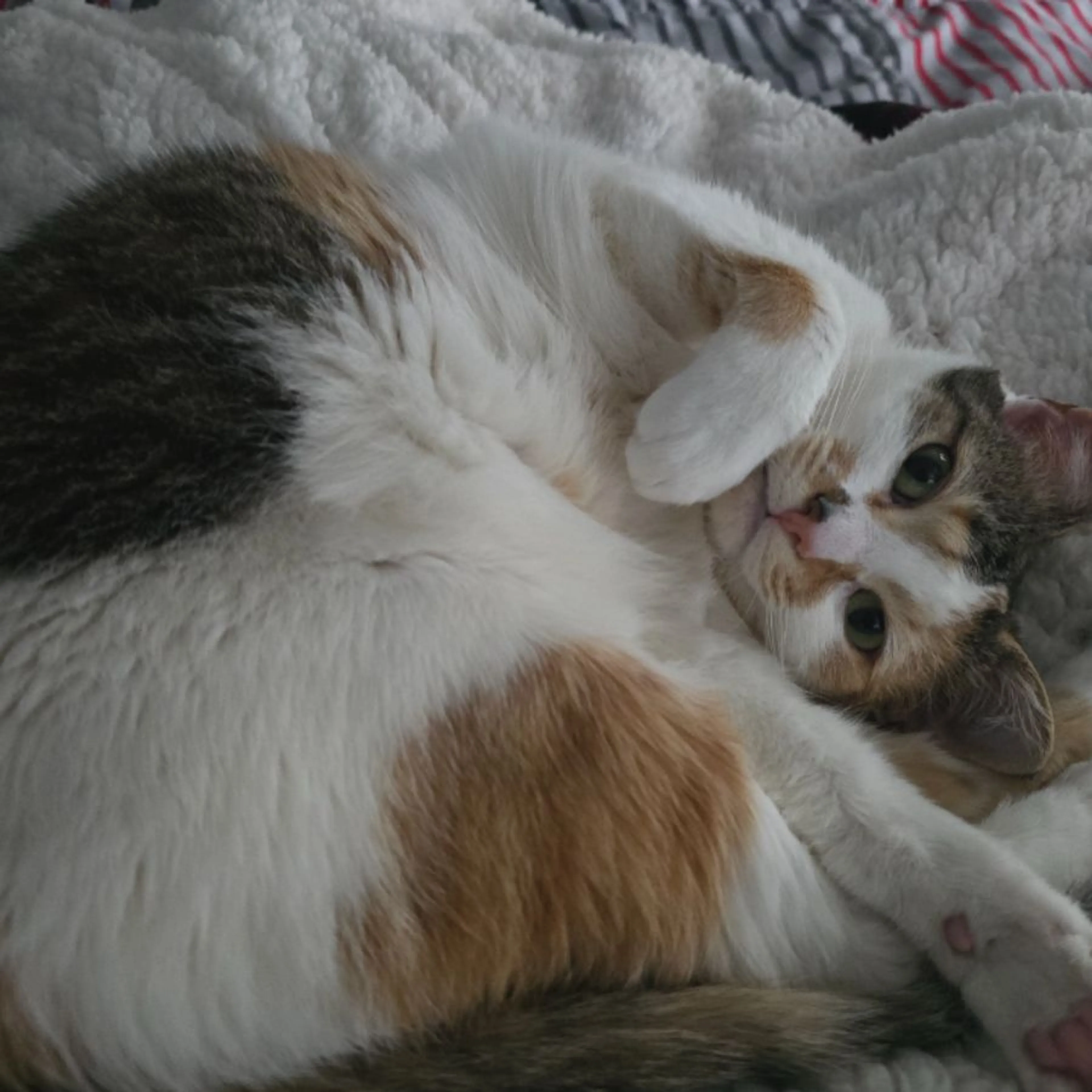 Lost pet