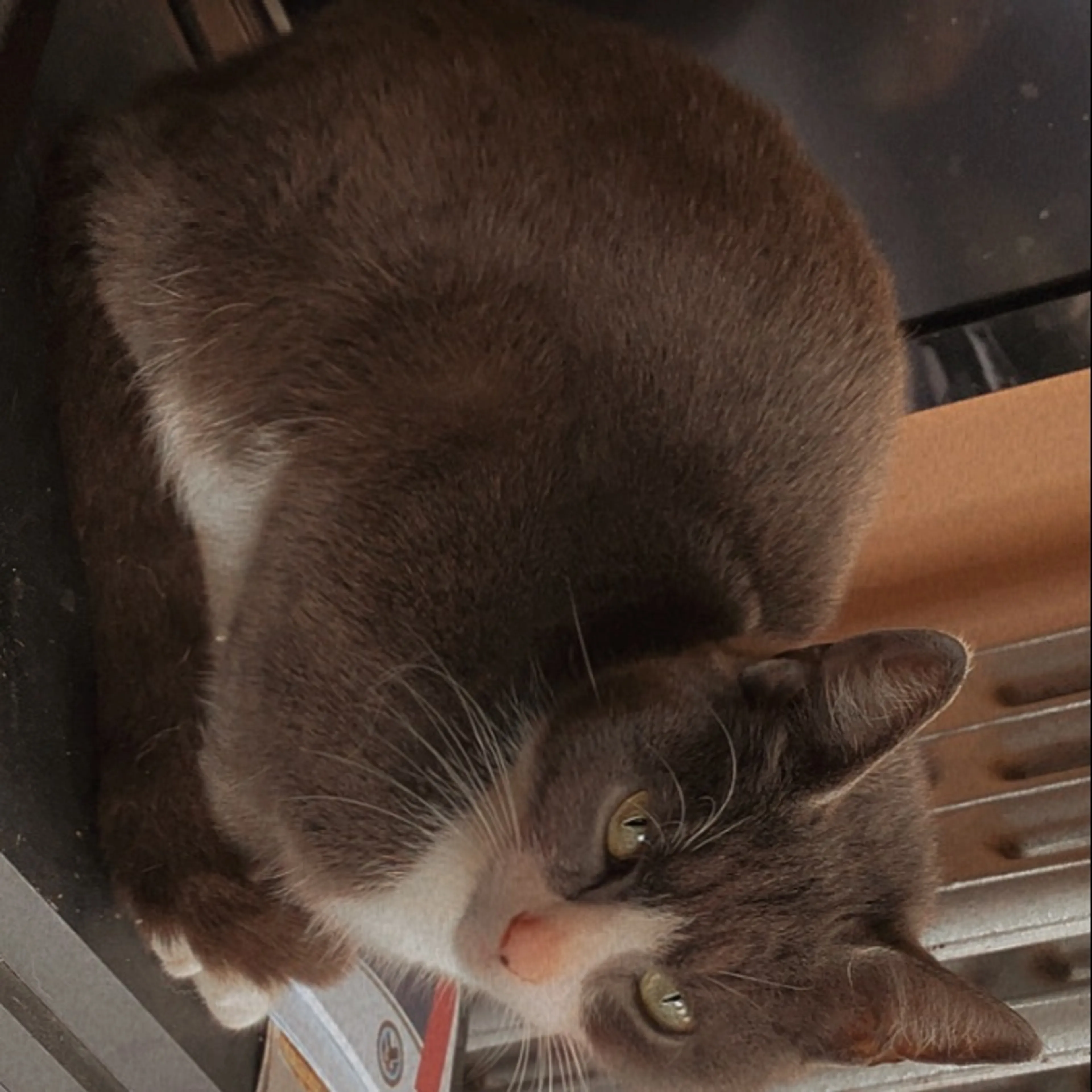 Lost pet-0