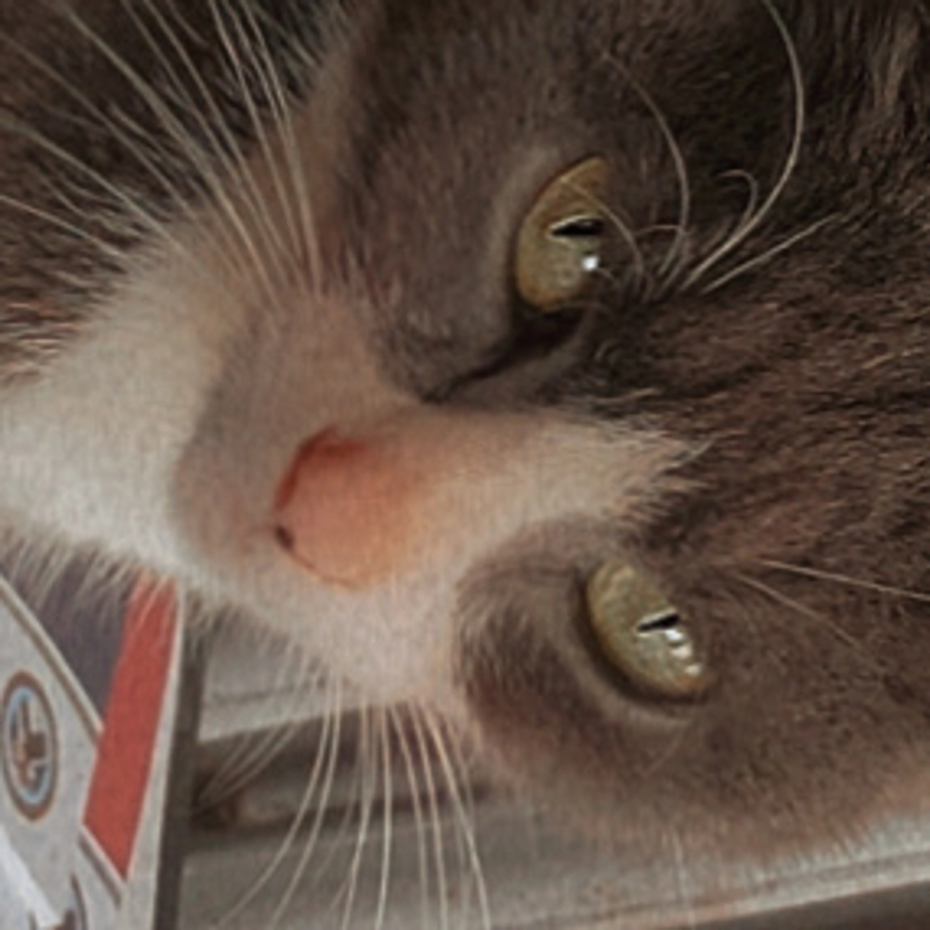 Lost pet-3