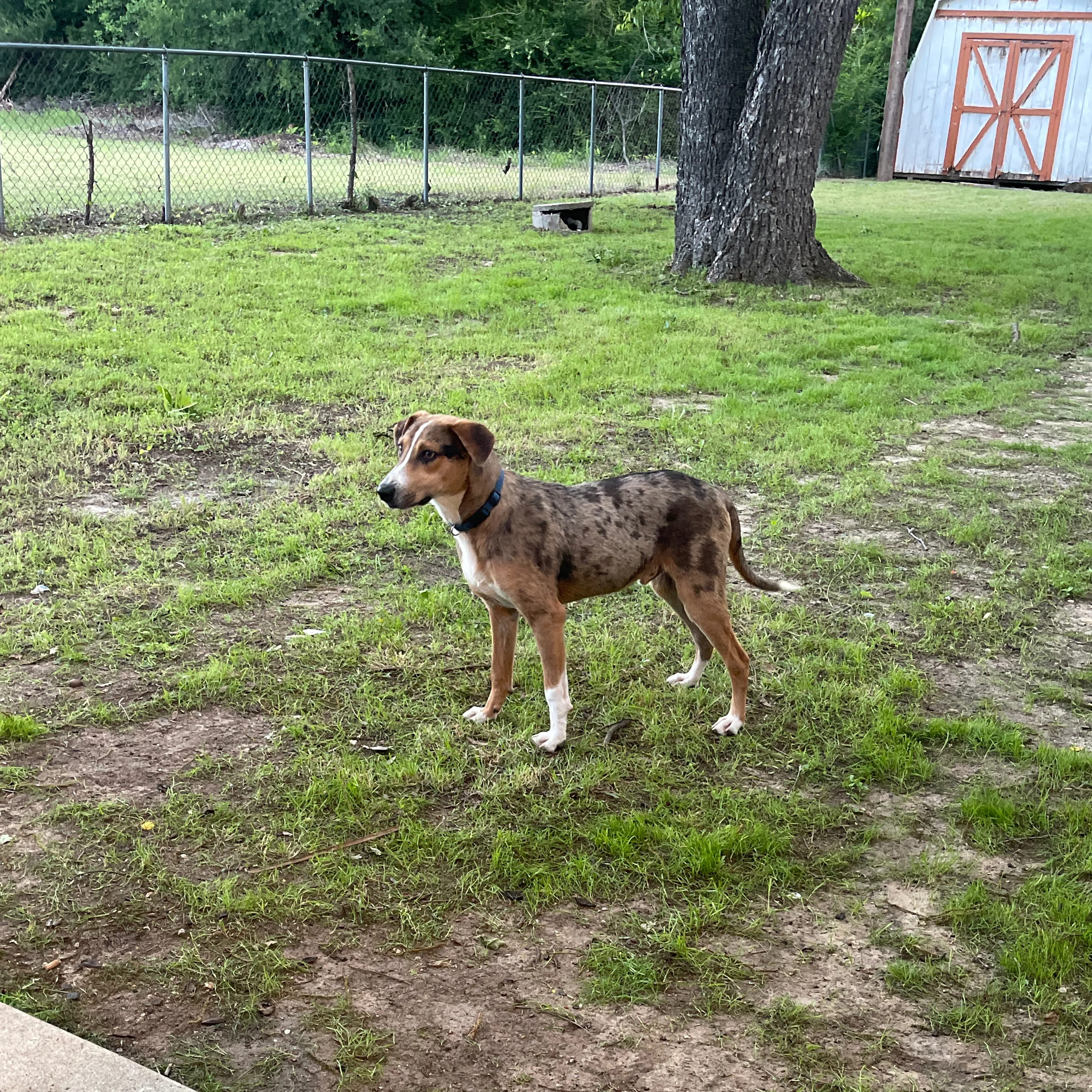 Found pet-1